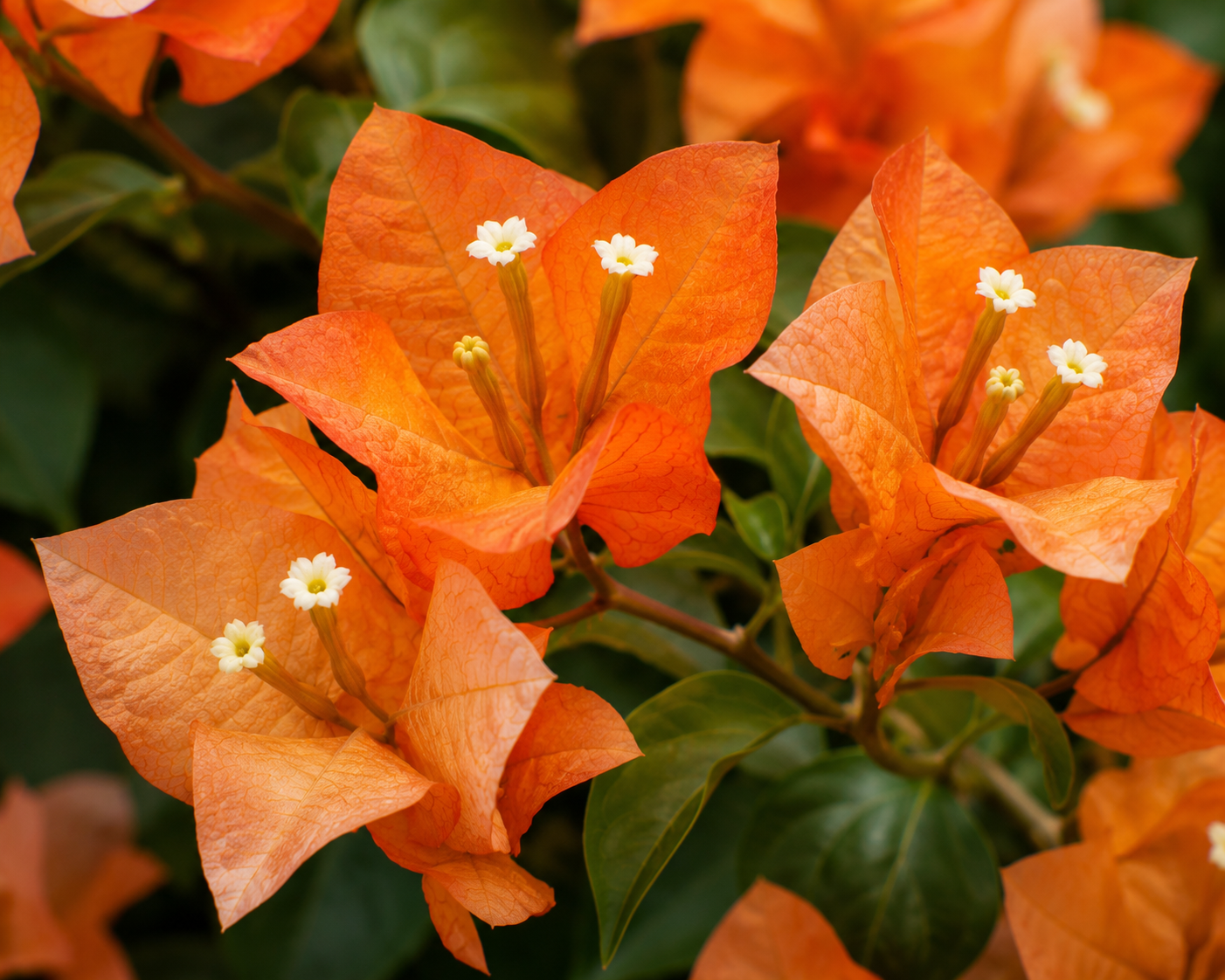 Bougainvillea 'Sundown Orange' - 1 Gallon Pot