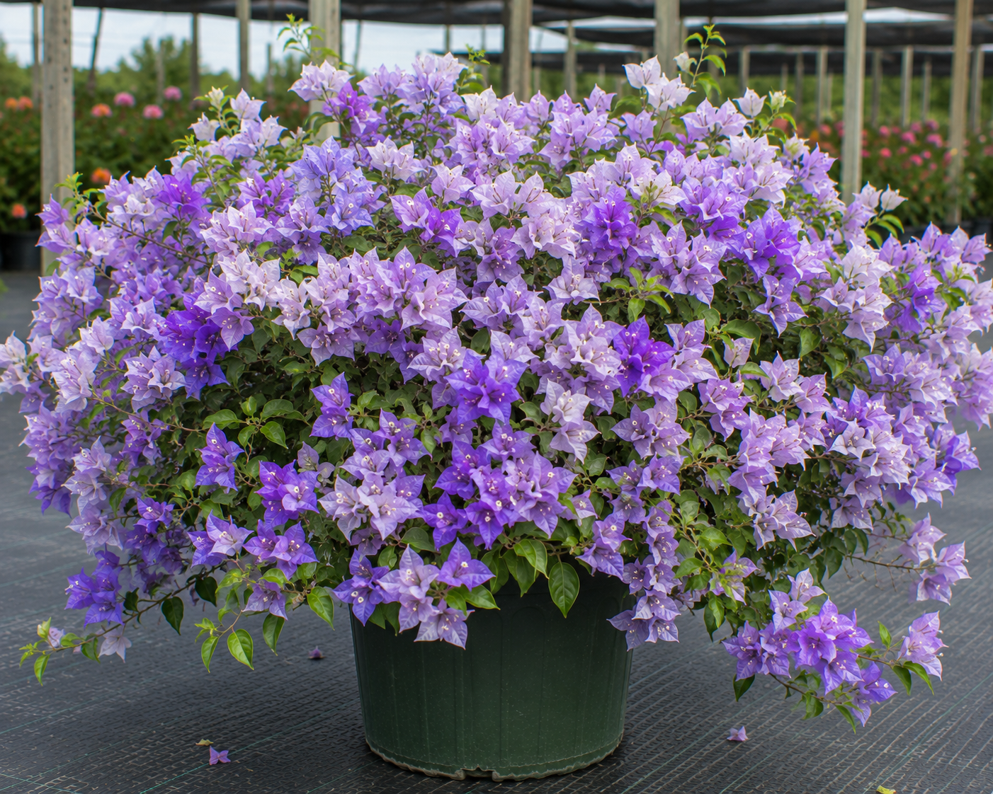Bougainvillea 'Blueberry Ice' - 1 Gallon Pot