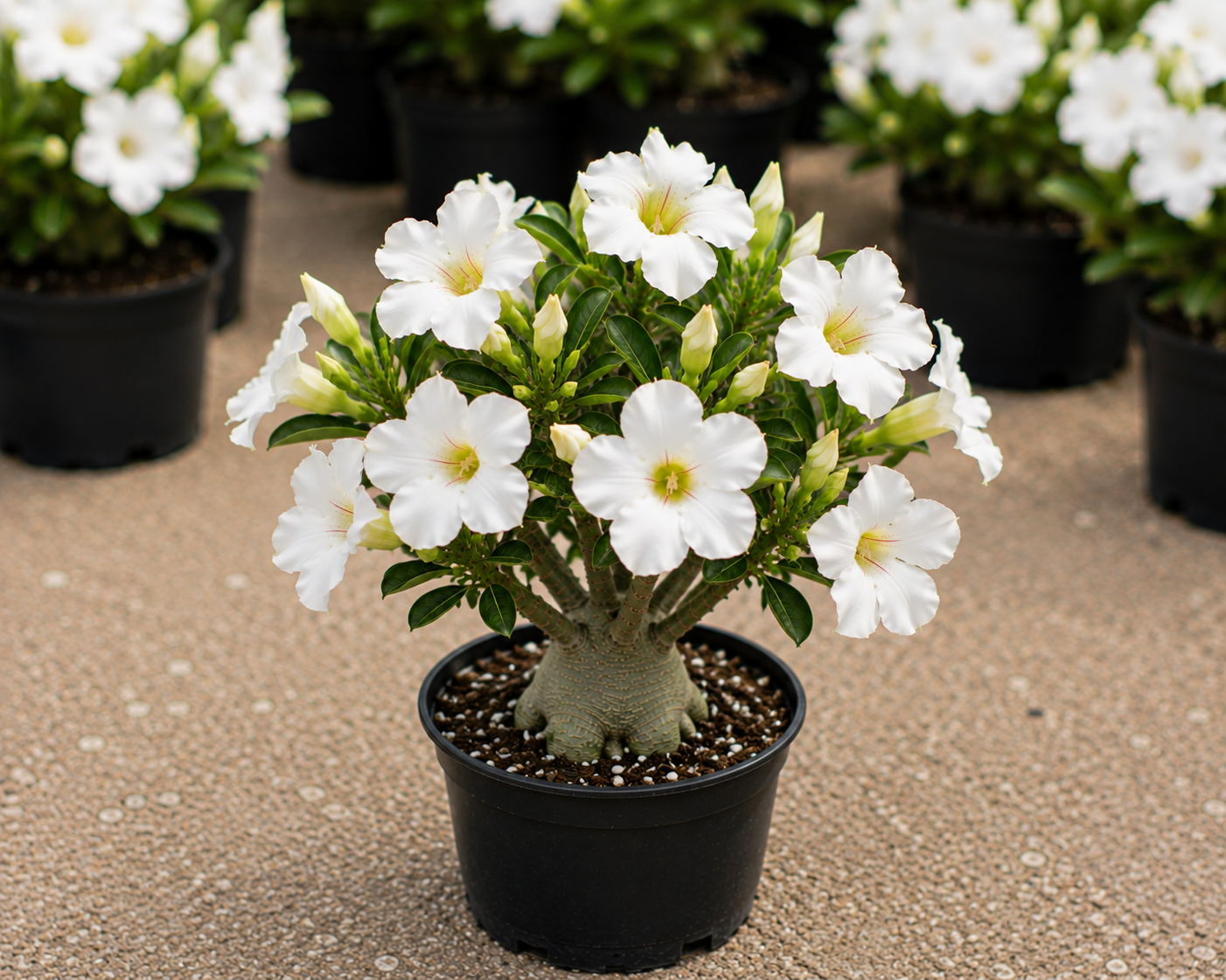 White Desert Rose - 3.25" Pot