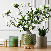 White Desert Rose - 3.25" Pot