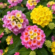 12 Piece Lantana Trio, Yellow/Peach/Lavender - 2.5" Pot / 12 Piece Total (4 Each Color)