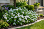 Plumbago 'Imperial White' - 4" (PICK UP ONLY)
