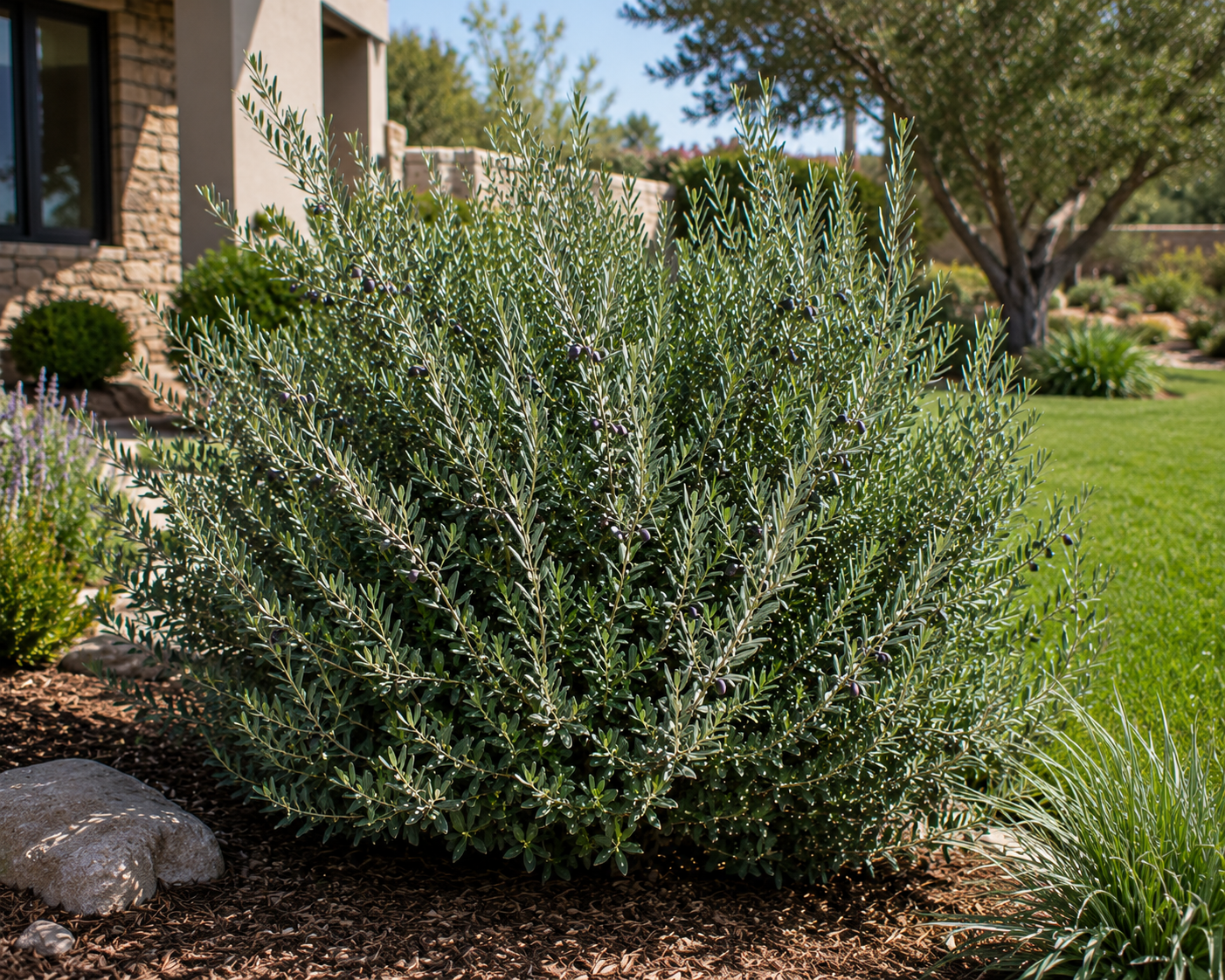 Olea europaea Olive 'Wilsonii' Shrub- 1 Gallon (PICK UP ONLY)