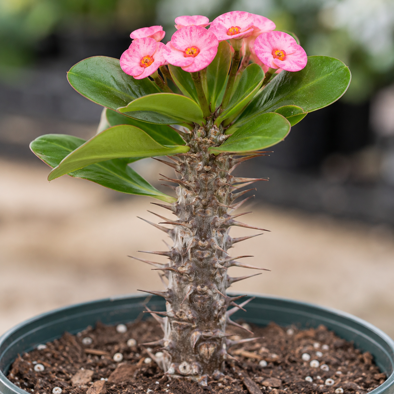 Euphorbia 'Mini Pink' Crown of Thorns - 5.5" Pot