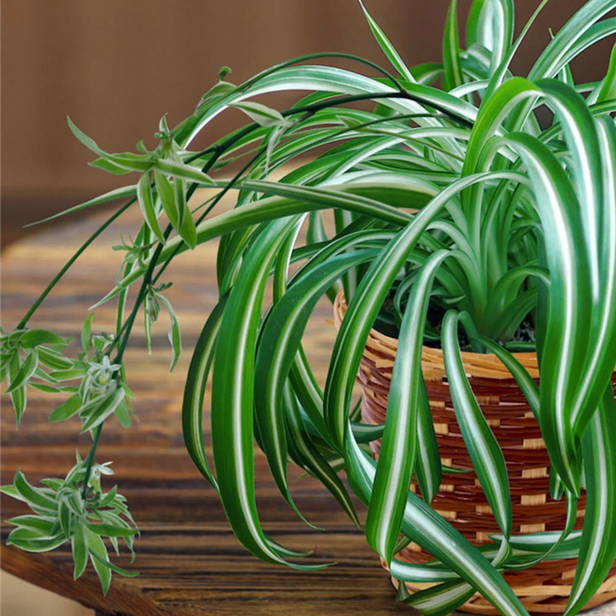 Ribbon (Spider) Plant - 10" Hanging Basket, THE BIG PLANT SALE