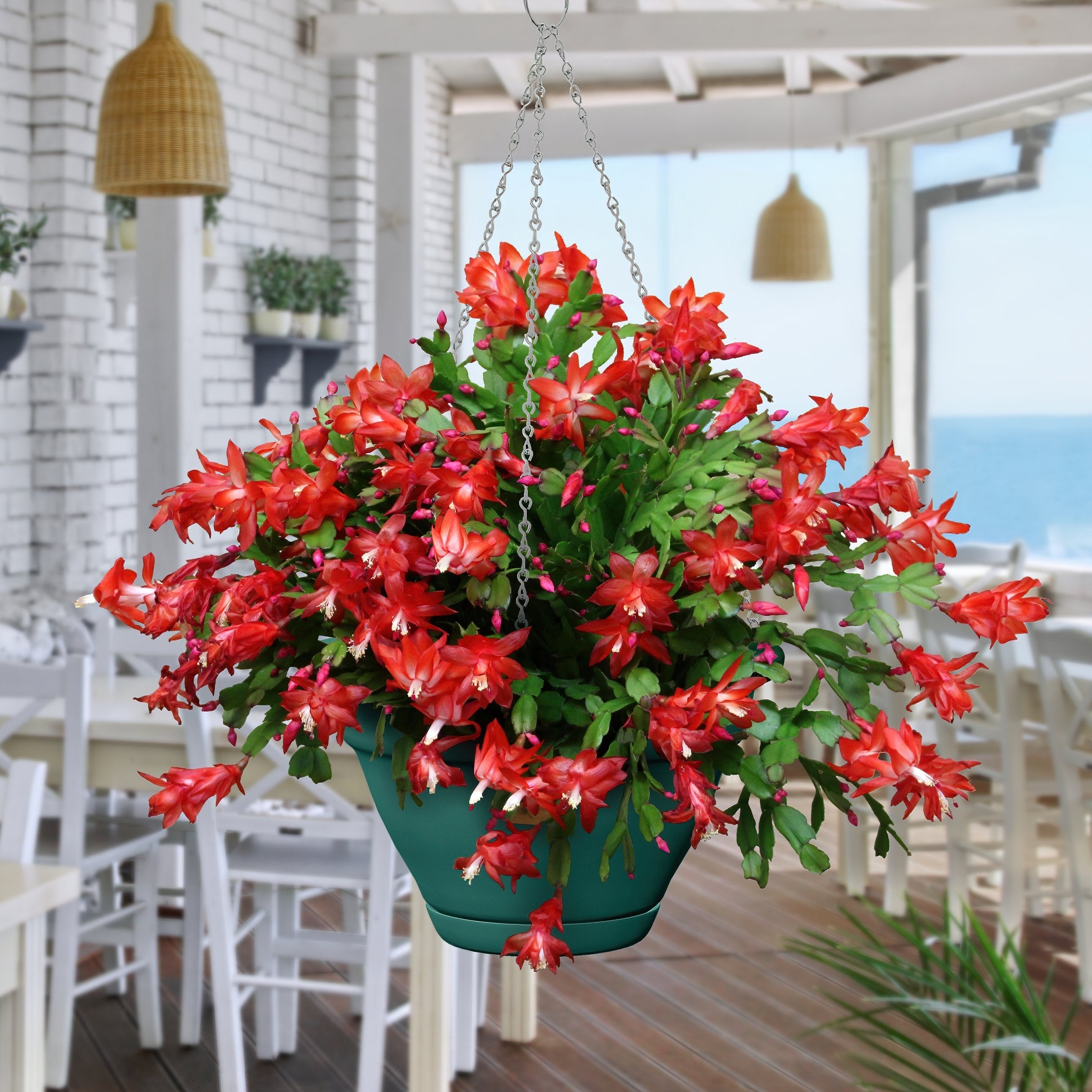RED Holiday Cactus - 4" Pot (PICK UP ONLY)