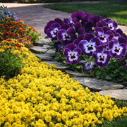 3 Piece Mardi-Gras Viola Trio - 4" Pot (PICK UP SALE)