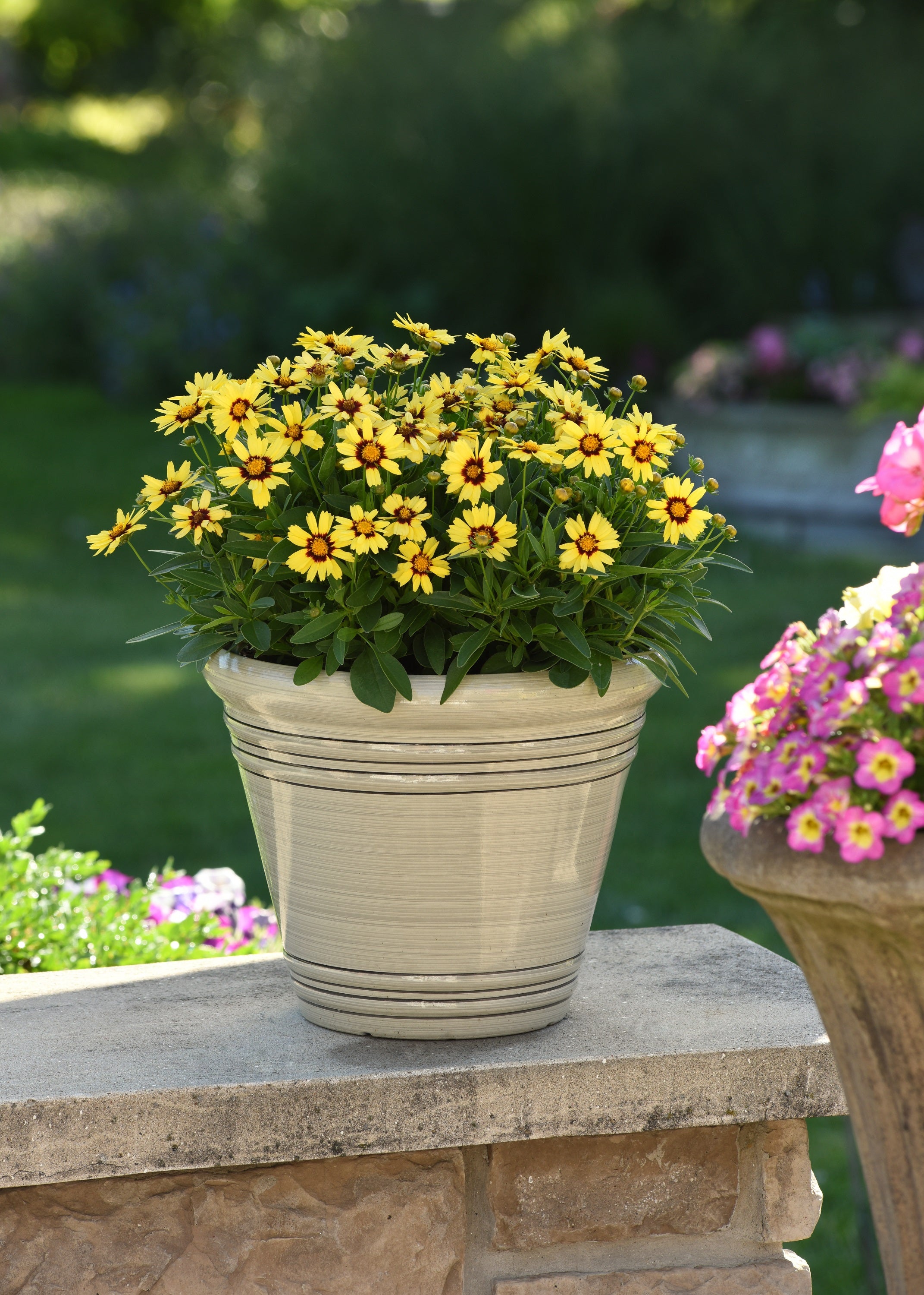 Pet Friendly Plant Club - Delivered Monthly, FREE SHIPPING!