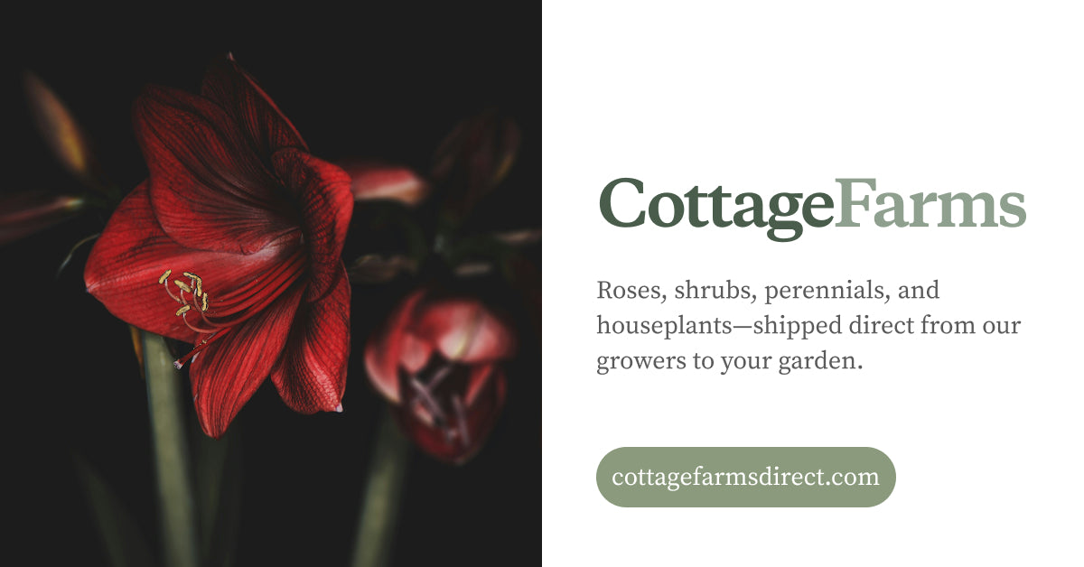 Roses | Bare Root – Cottage Farms