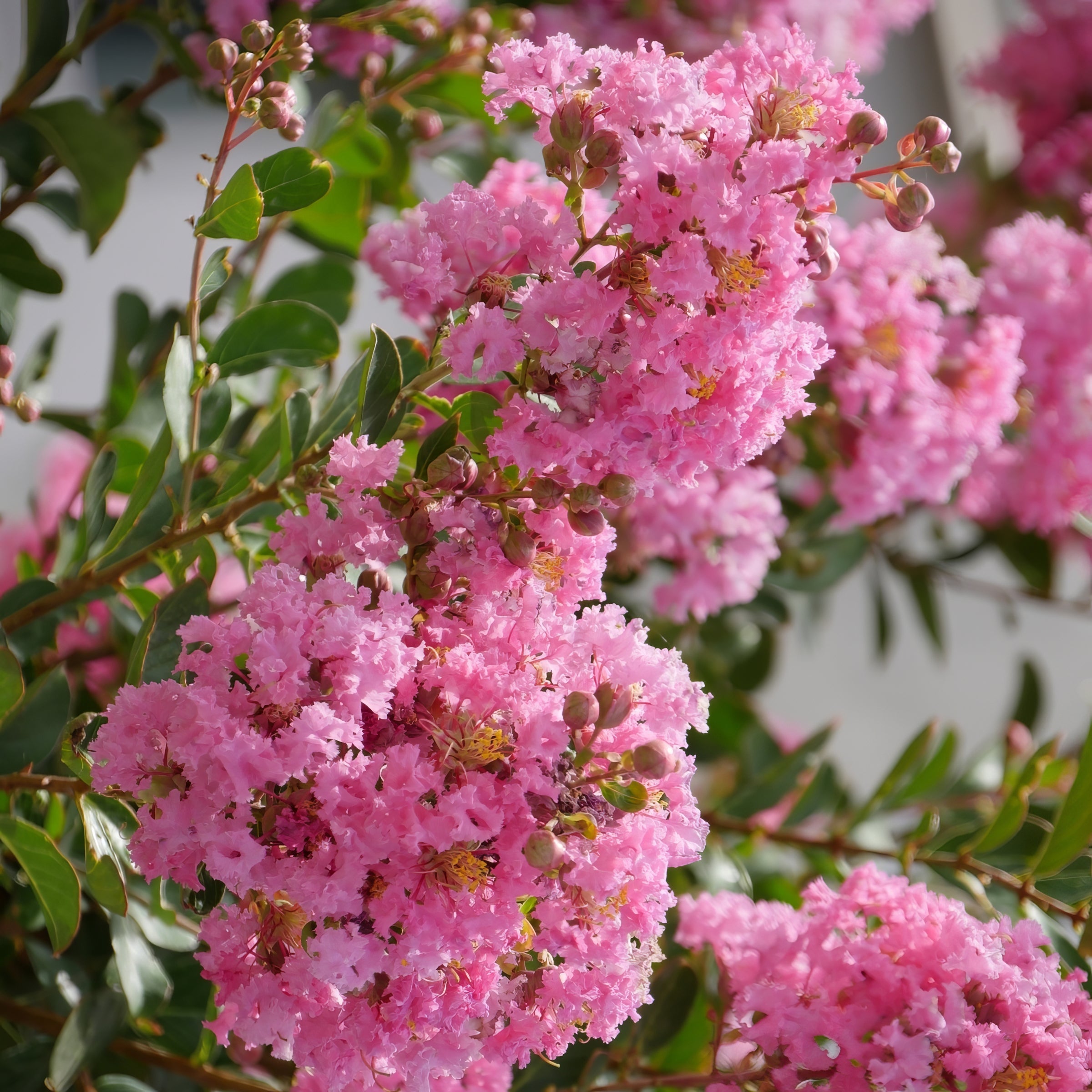 Lagerstroemia Bellini® Guava, Crape Myrtle - 3 Gallon Pot
