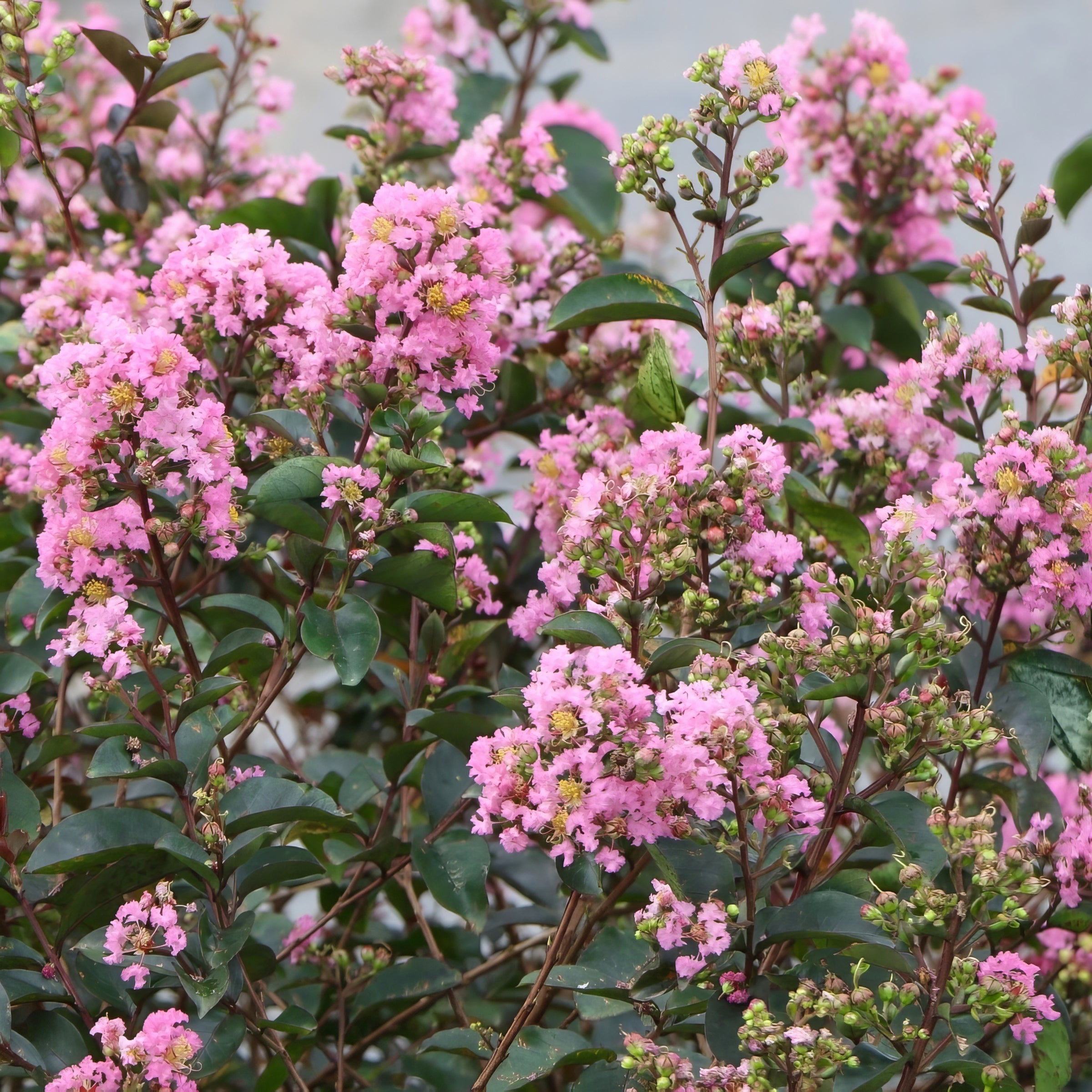 Lagerstroemia Bellini® Guava, Crape Myrtle - 3 Gallon Pot