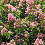 Lagerstroemia Bellini® Guava, Crape Myrtle - 3 Gallon Pot