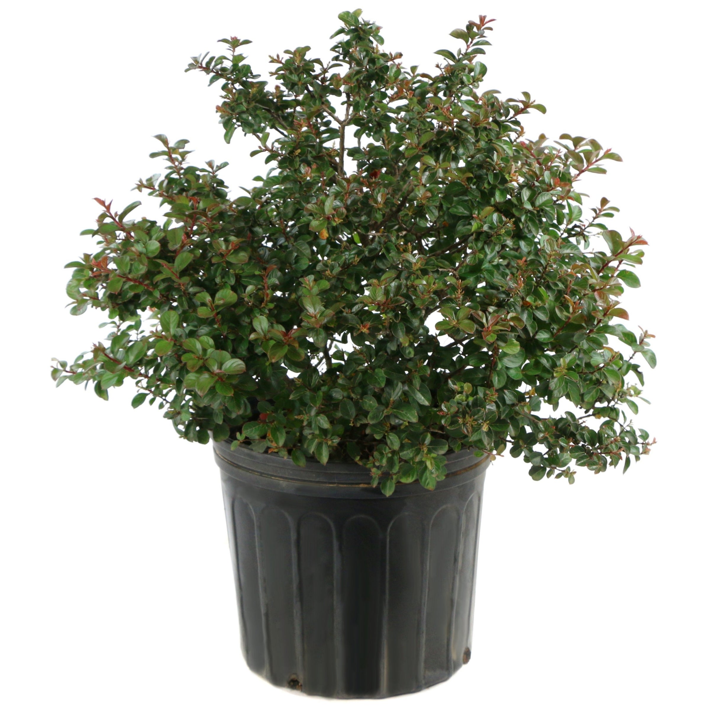 Lagerstroemia Bellini® Guava, Crape Myrtle - 3 Gallon Pot