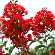 Crape Myrtle, Lagerstroemia Bellini® Strawberry - 3G Pot