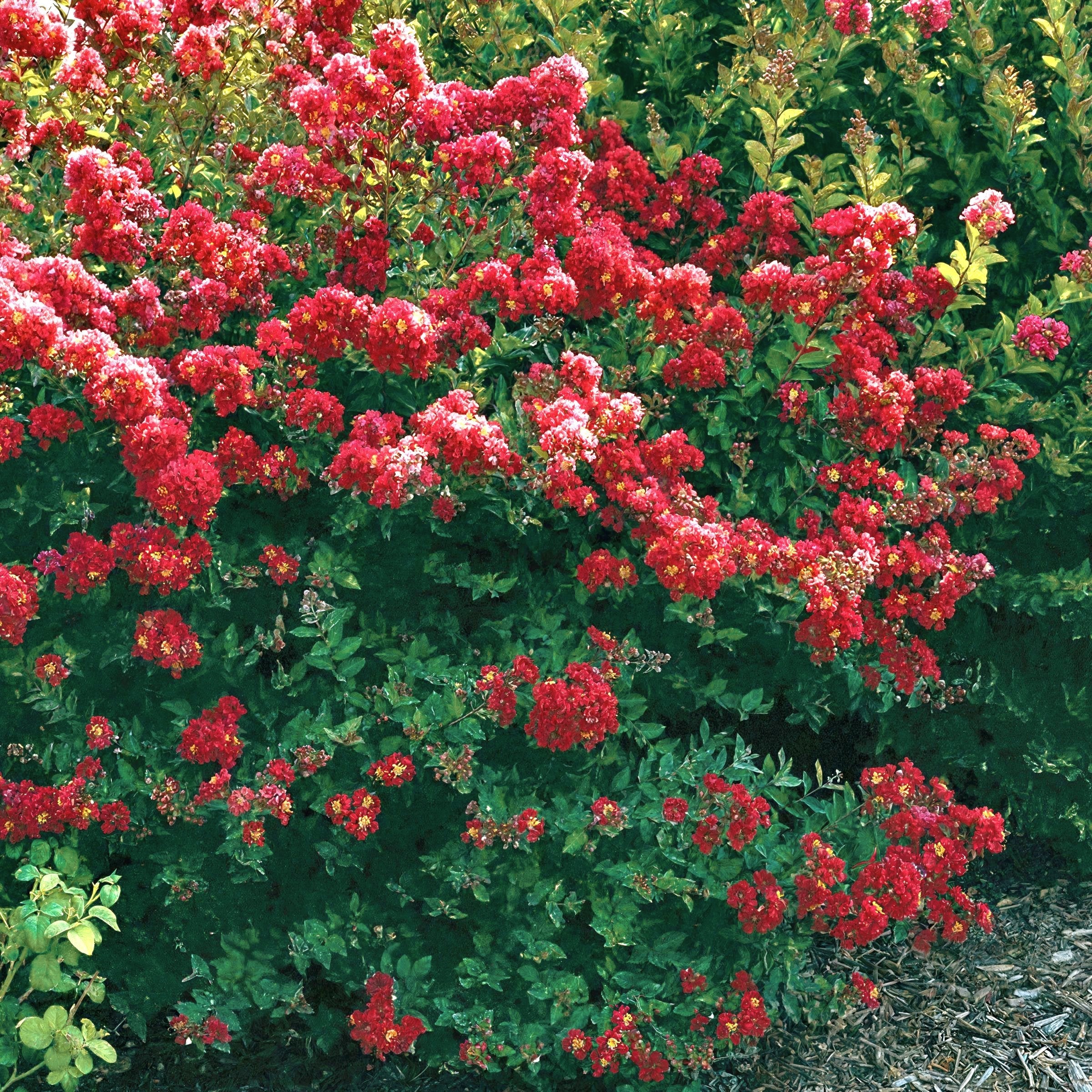 Crape Myrtle, Lagerstroemia Bellini® Strawberry - 3G Pot