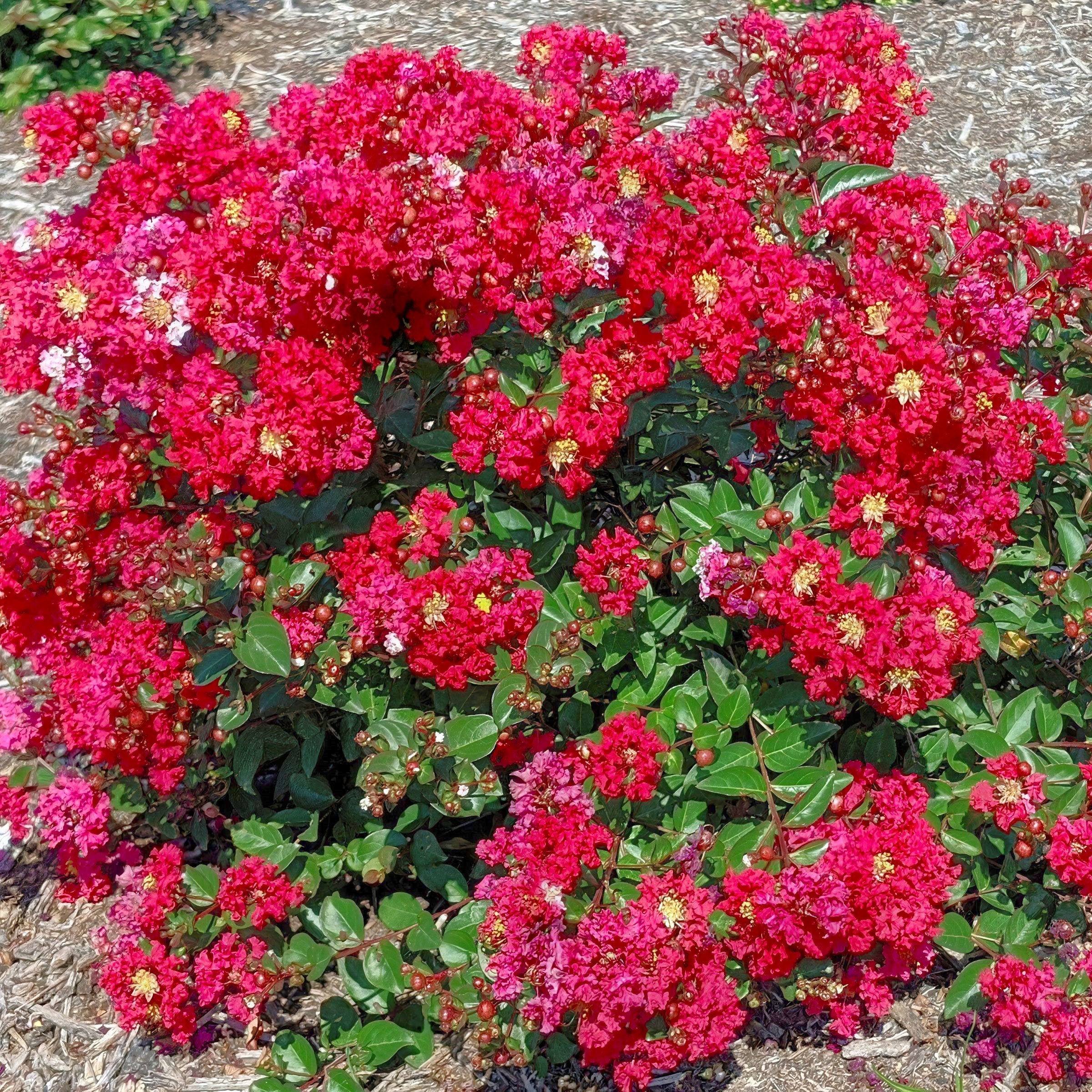Crape Myrtle, Lagerstroemia Bellini® Strawberry - 3G Pot