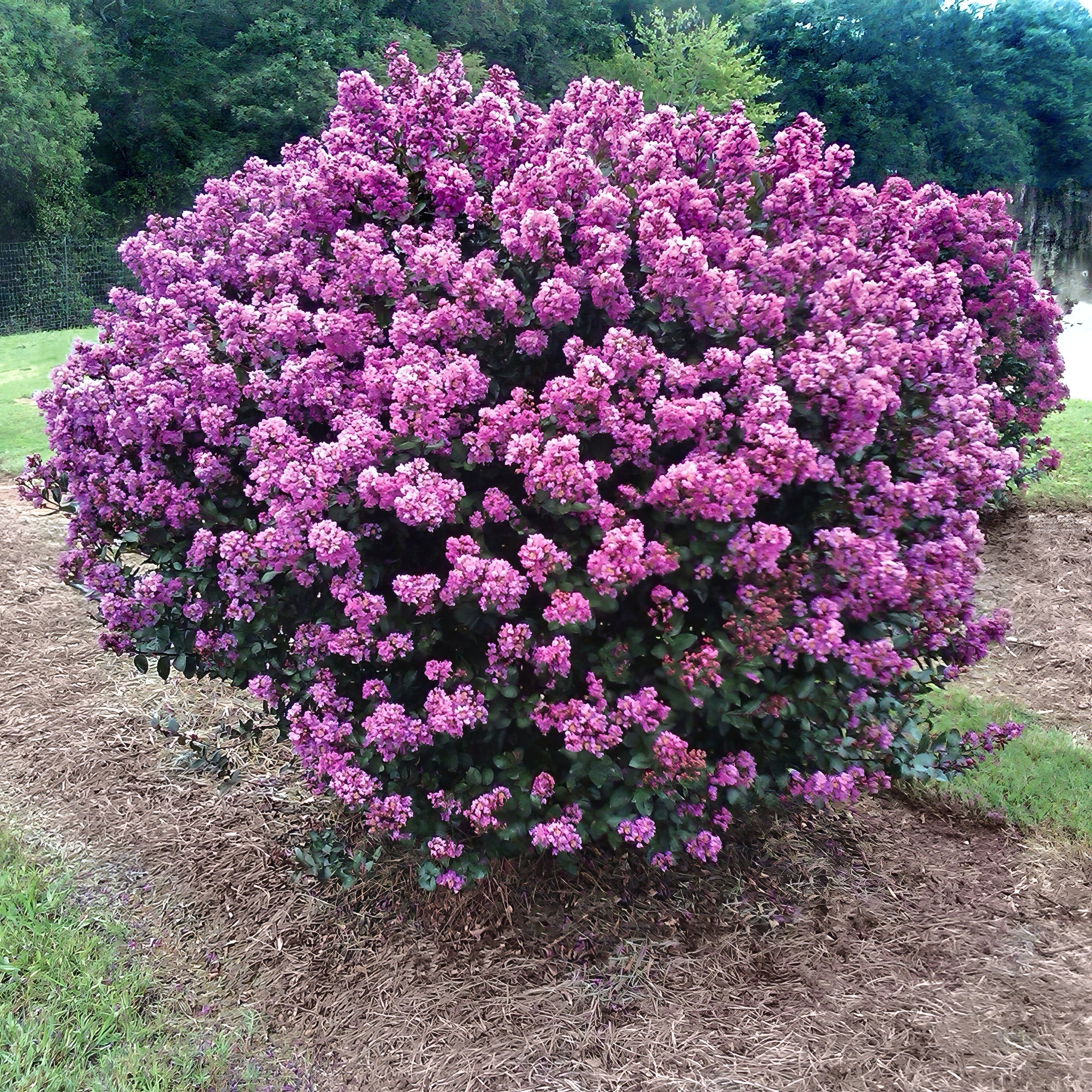 Crape Myrtle, Enduring Lavender - Lavender Blooms - 3G Pot