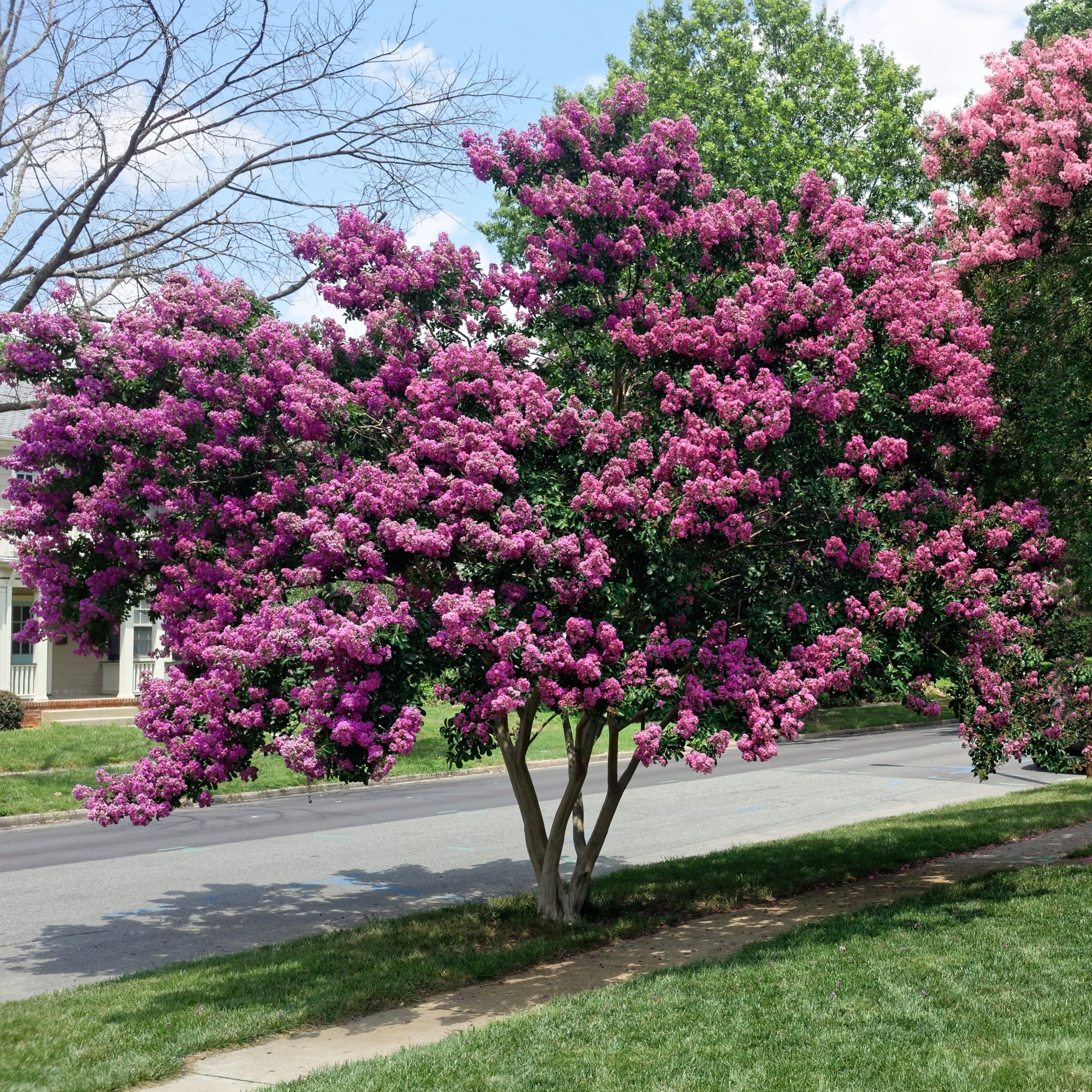 Crape Myrtle, Enduring Lavender - Lavender Blooms - 3G Pot