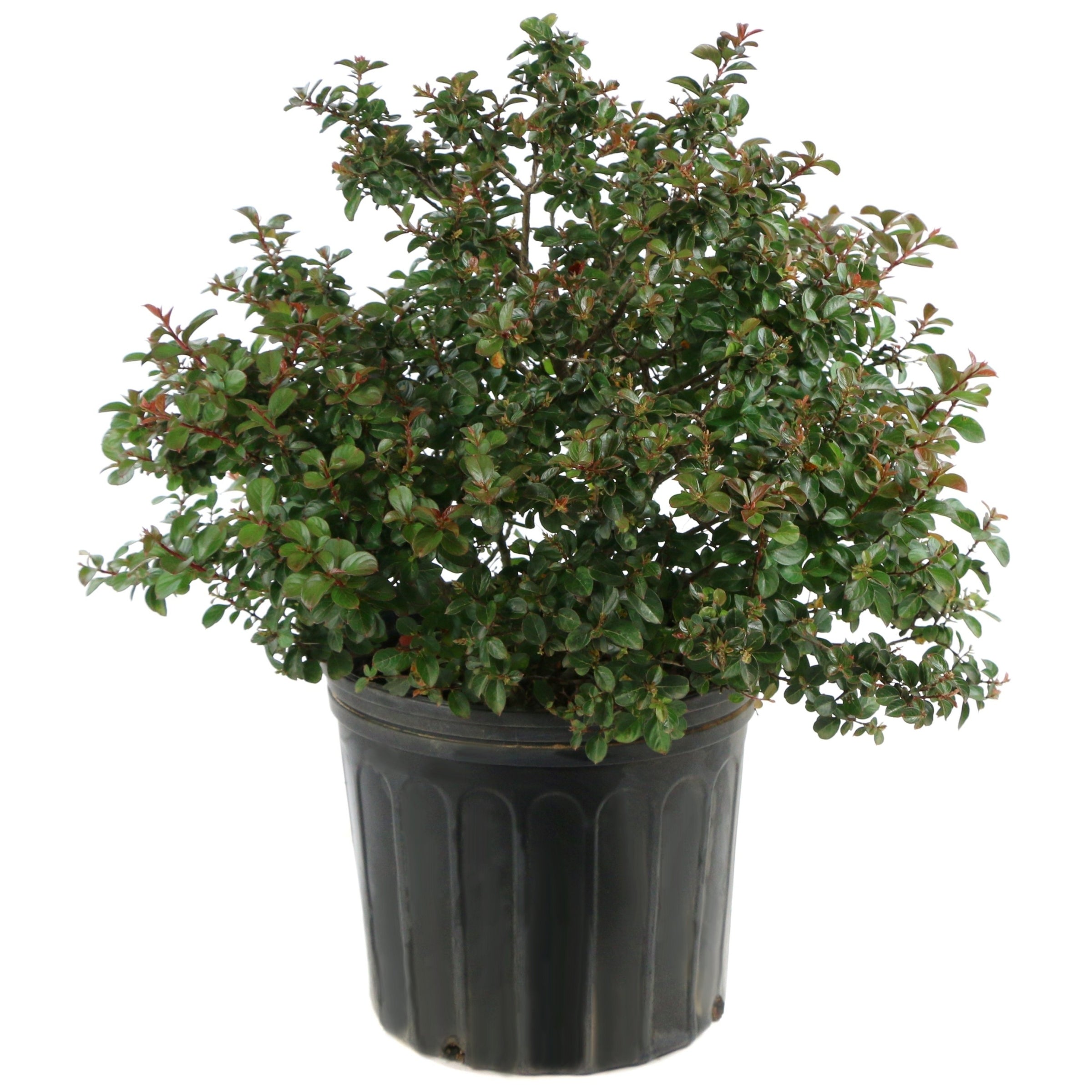 Crape Myrtle, Enduring Lavender - Lavender Blooms - 3G Pot