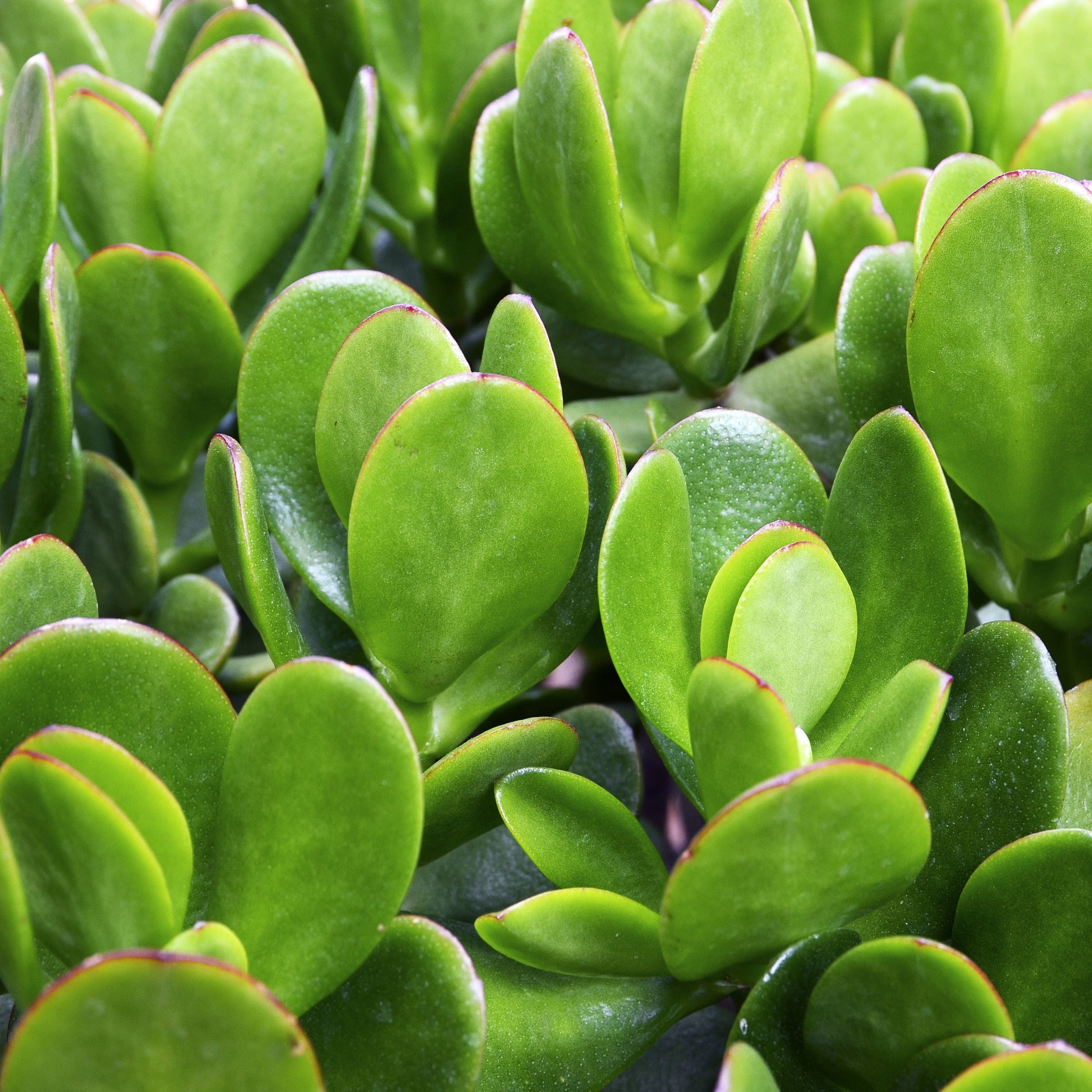 Crassula 'Money Maker' - 2.5" Pot - (PICK UP ONLY)