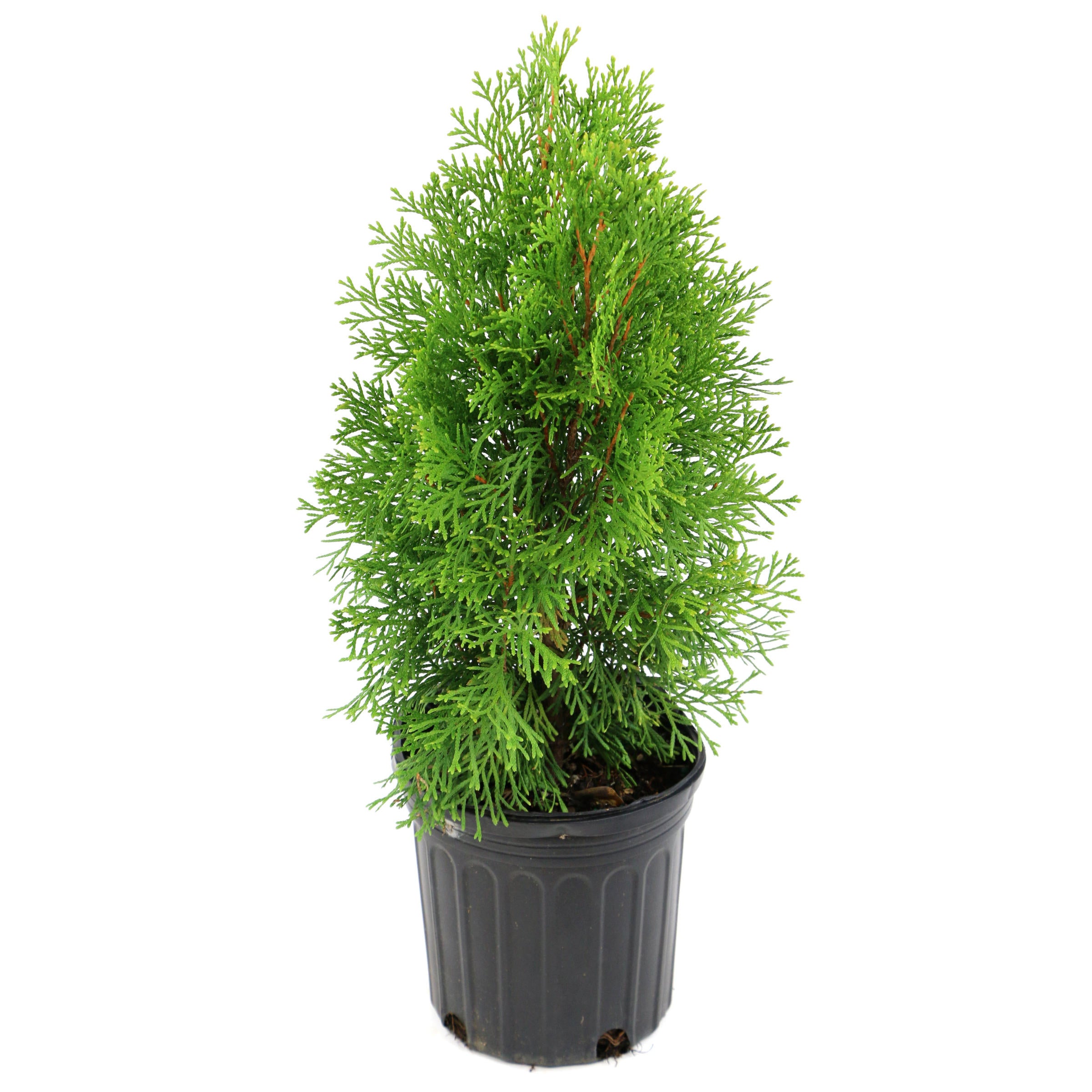 Leyland Cypress - 3 Gallon  Pot