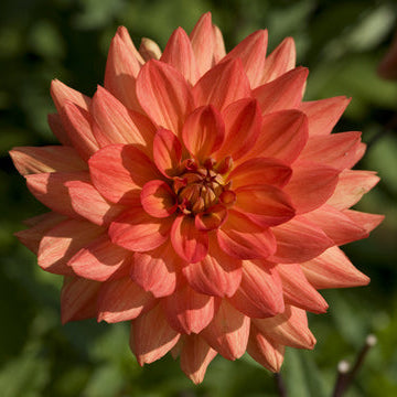Dahlia, 'Karma Fiesta' Bareroot - 6 Piece