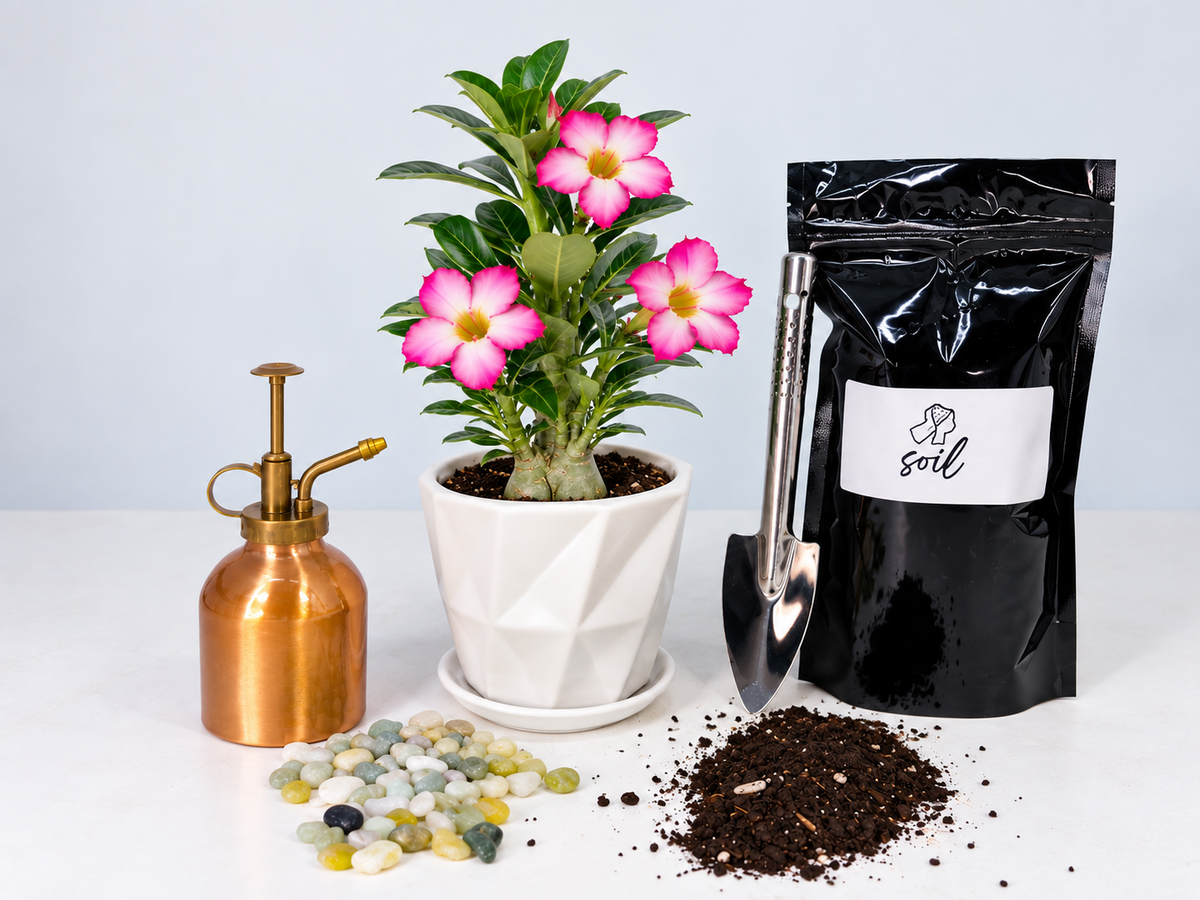 Pink Desert Rose Kit (Pot, Soil, Rocks and Mini Garden Spade) - 3.25" Pot