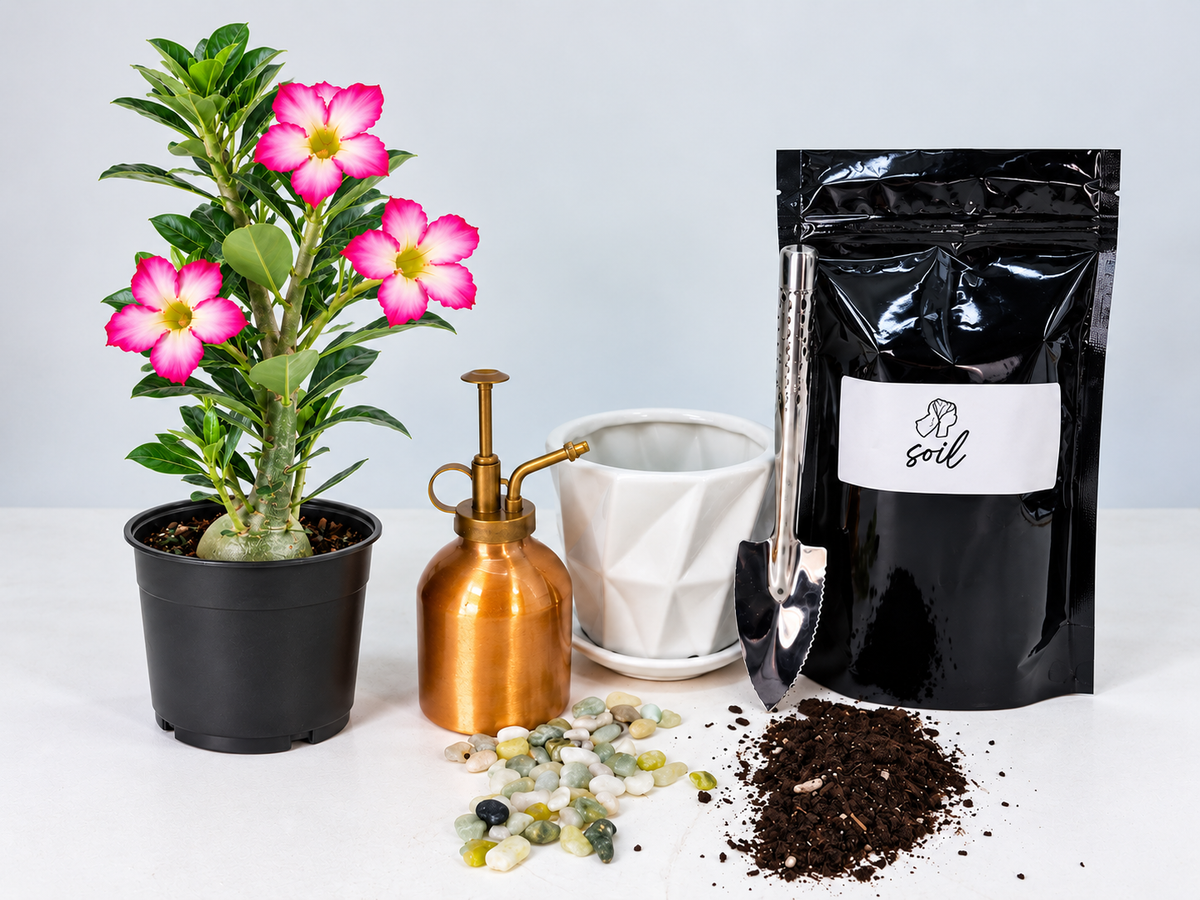 Pink Desert Rose Kit (Pot, Soil, Rocks and Mini Garden Spade) - 3.25" Pot