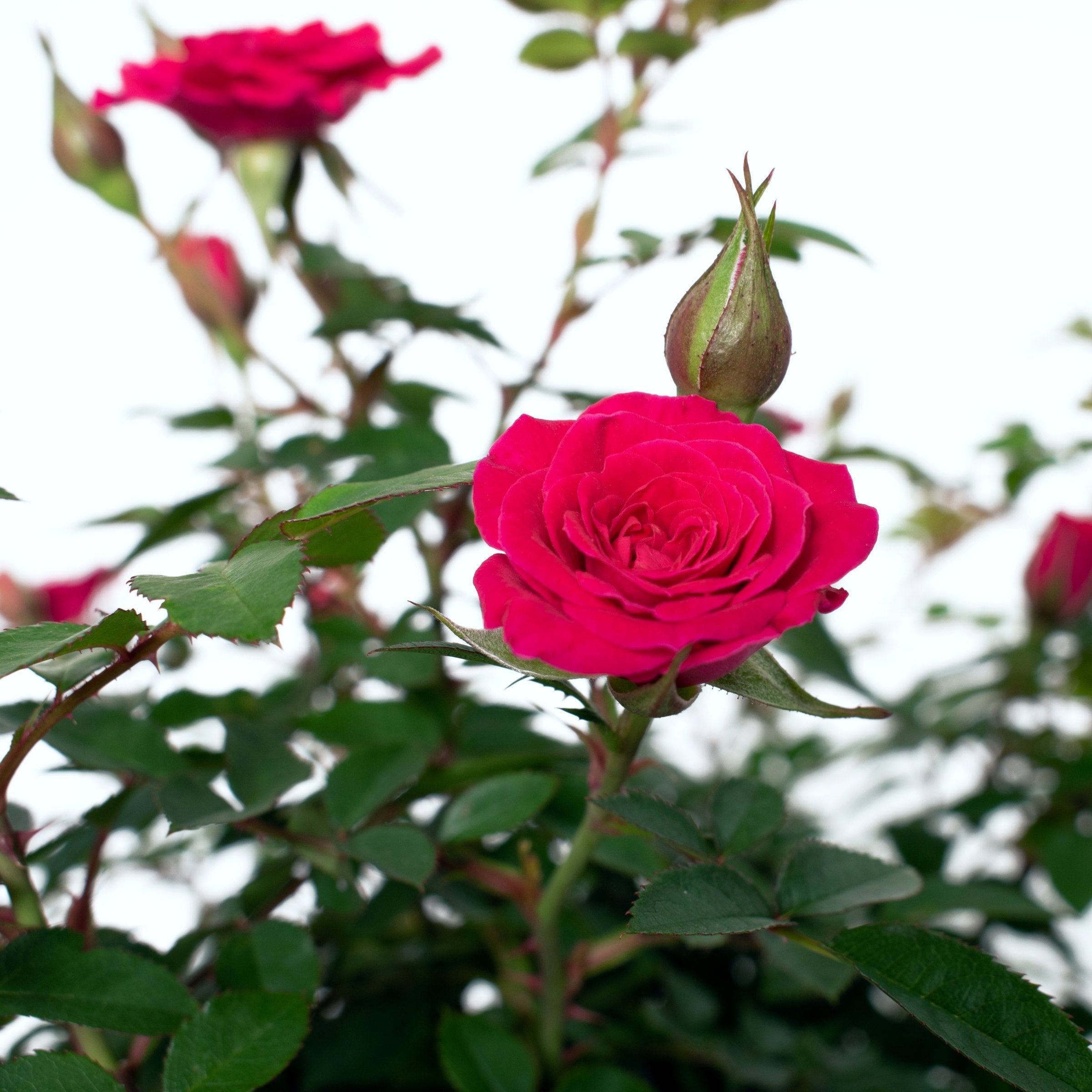 Dragon Fruit Sunblaze® Mini Rose - 3.25" Pot