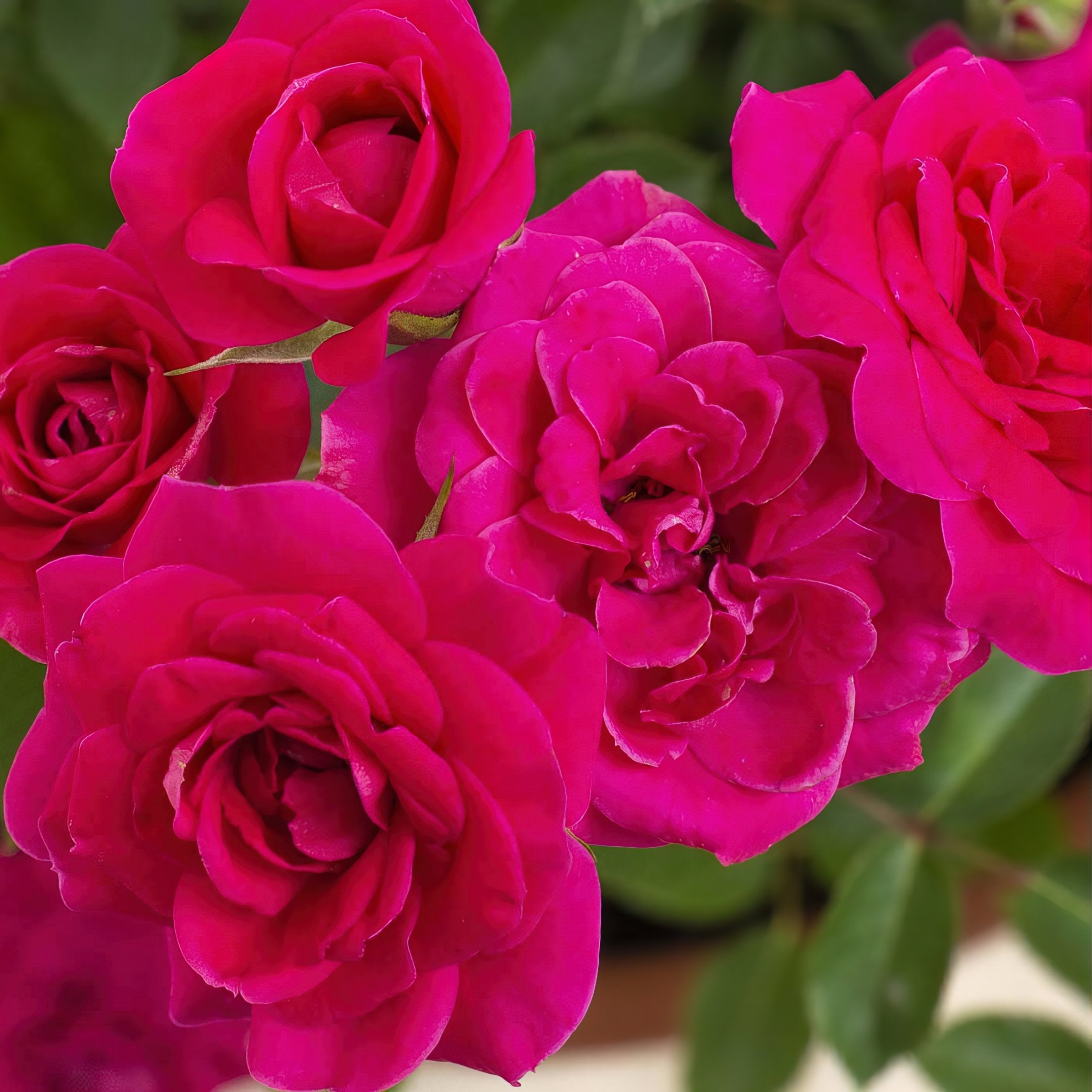 Dragon Fruit Sunblaze® Mini Rose - 3.25" Pot