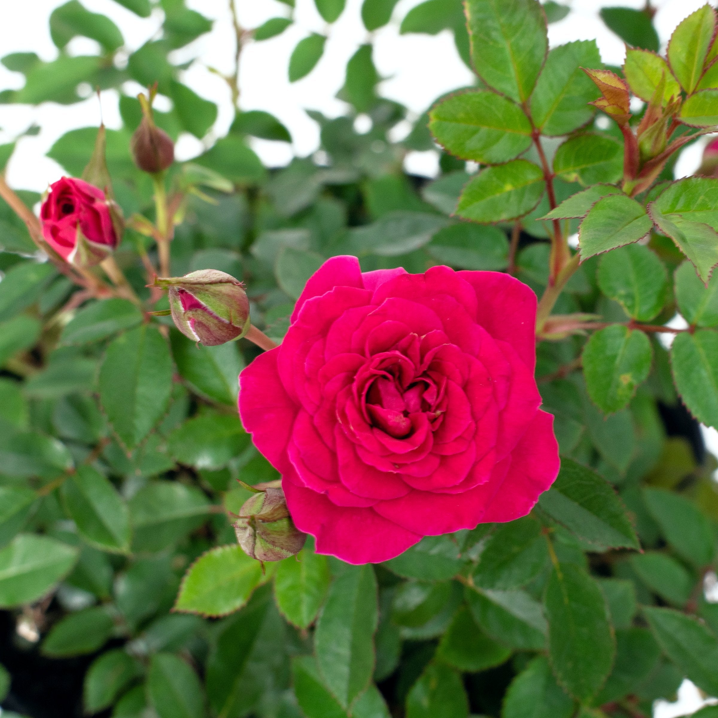Rose　美月Ｓ Lapis_Veil_Rose_Plant_1_600x60