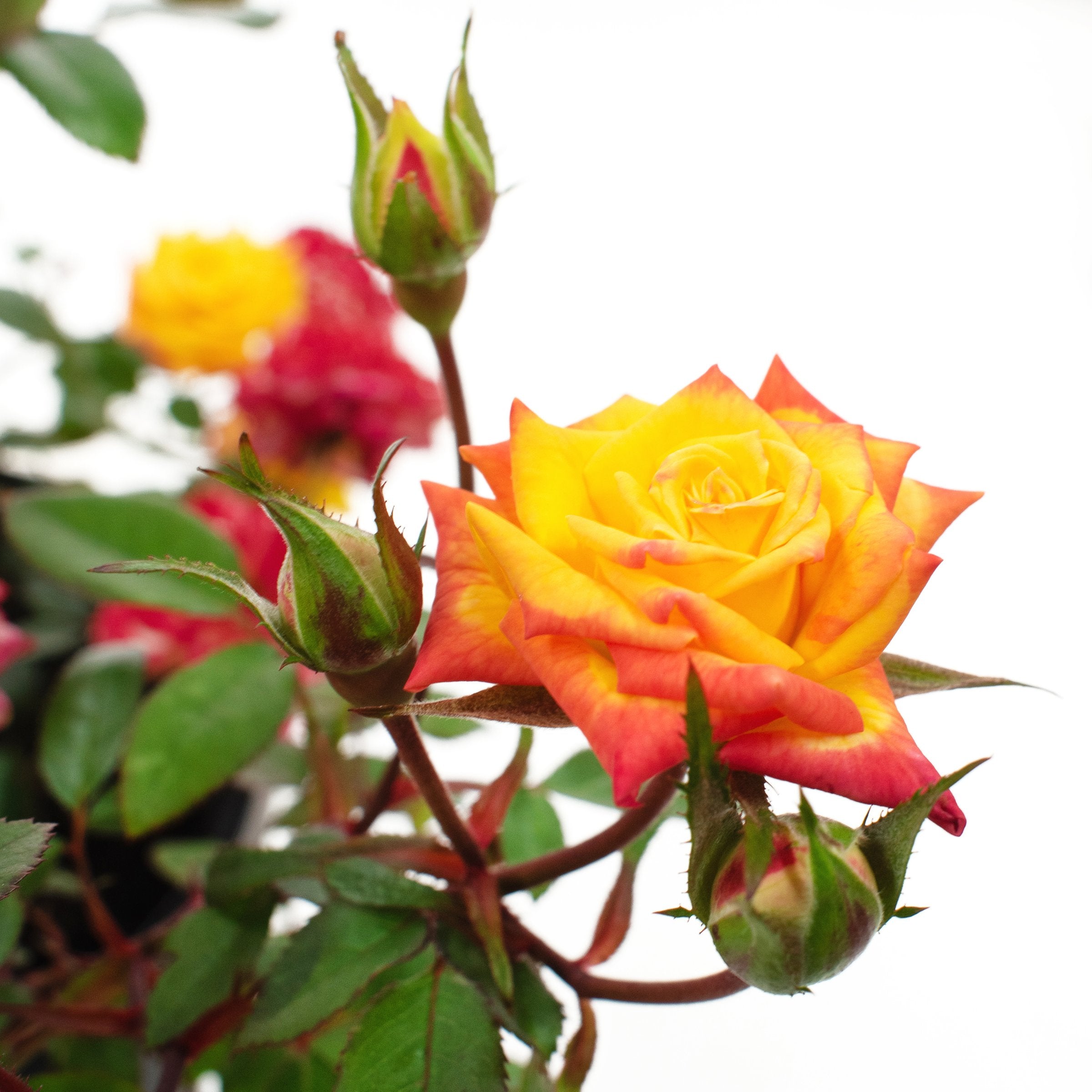 Rose Rainbow Sunblaze 4" Pot
