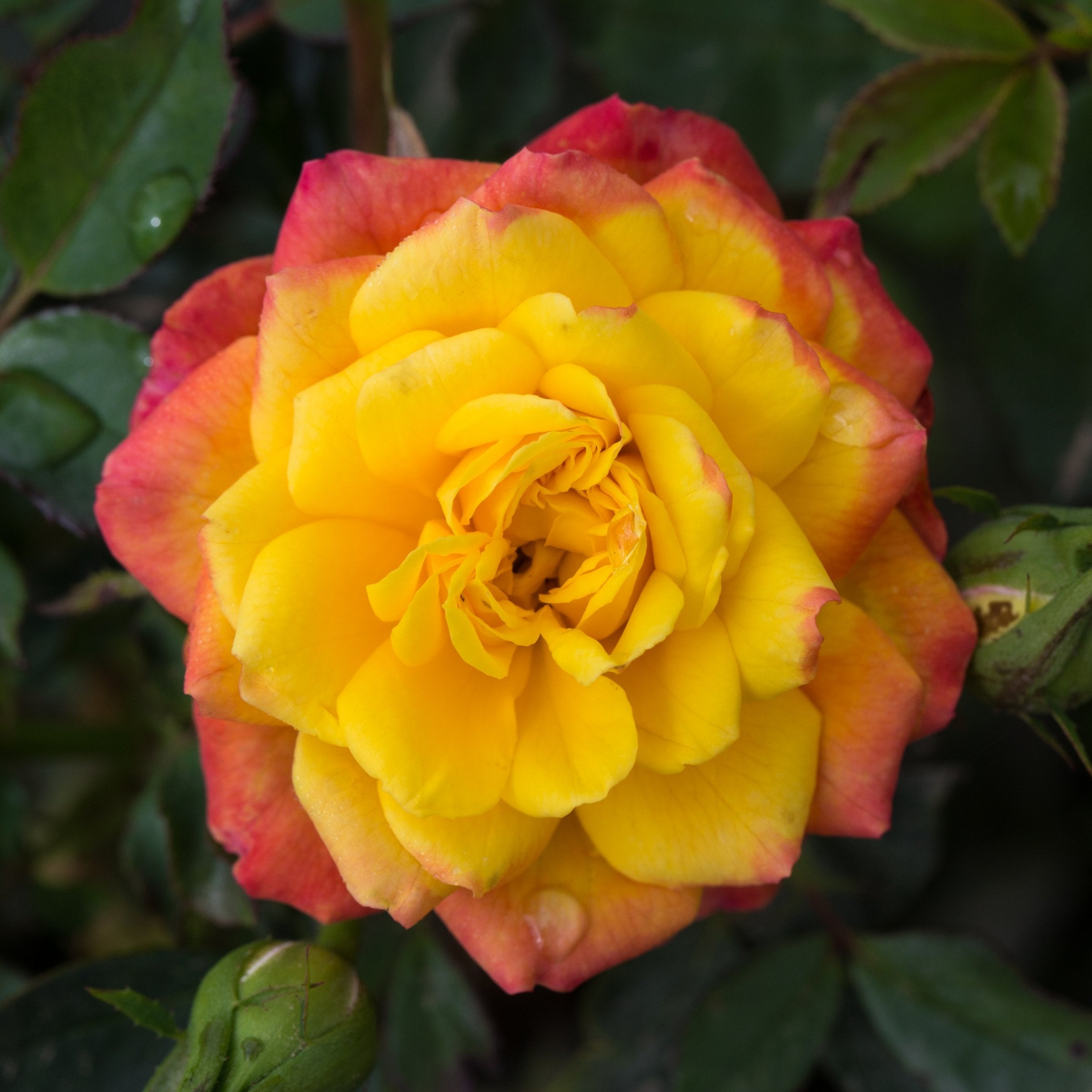 Rose Rainbow Sunblaze 4" Pot