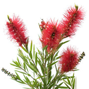 Callistemon citrinus 'Bottlebrush' - 1 Gallon (PICK UP ONLY)