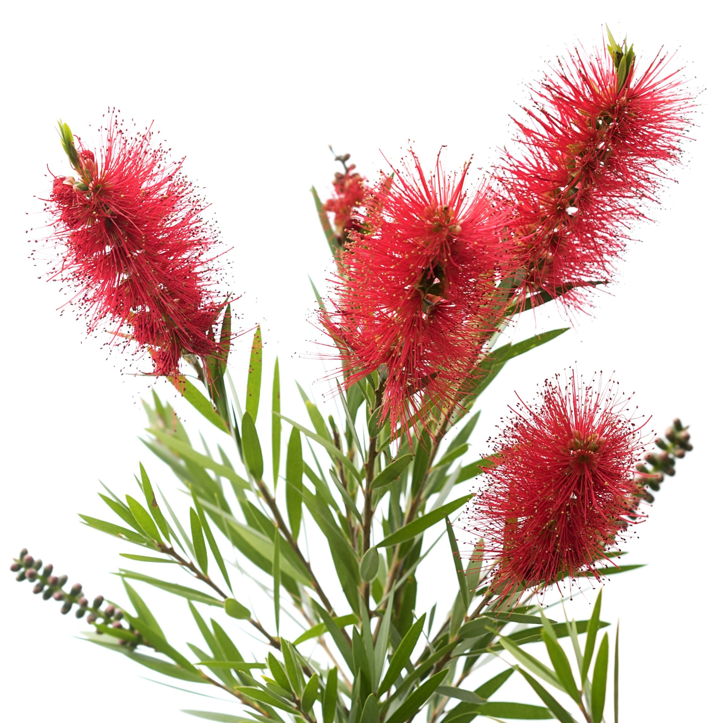 Callistemon citrinus 'Bottlebrush' - 1 Gallon (PICK UP ONLY)