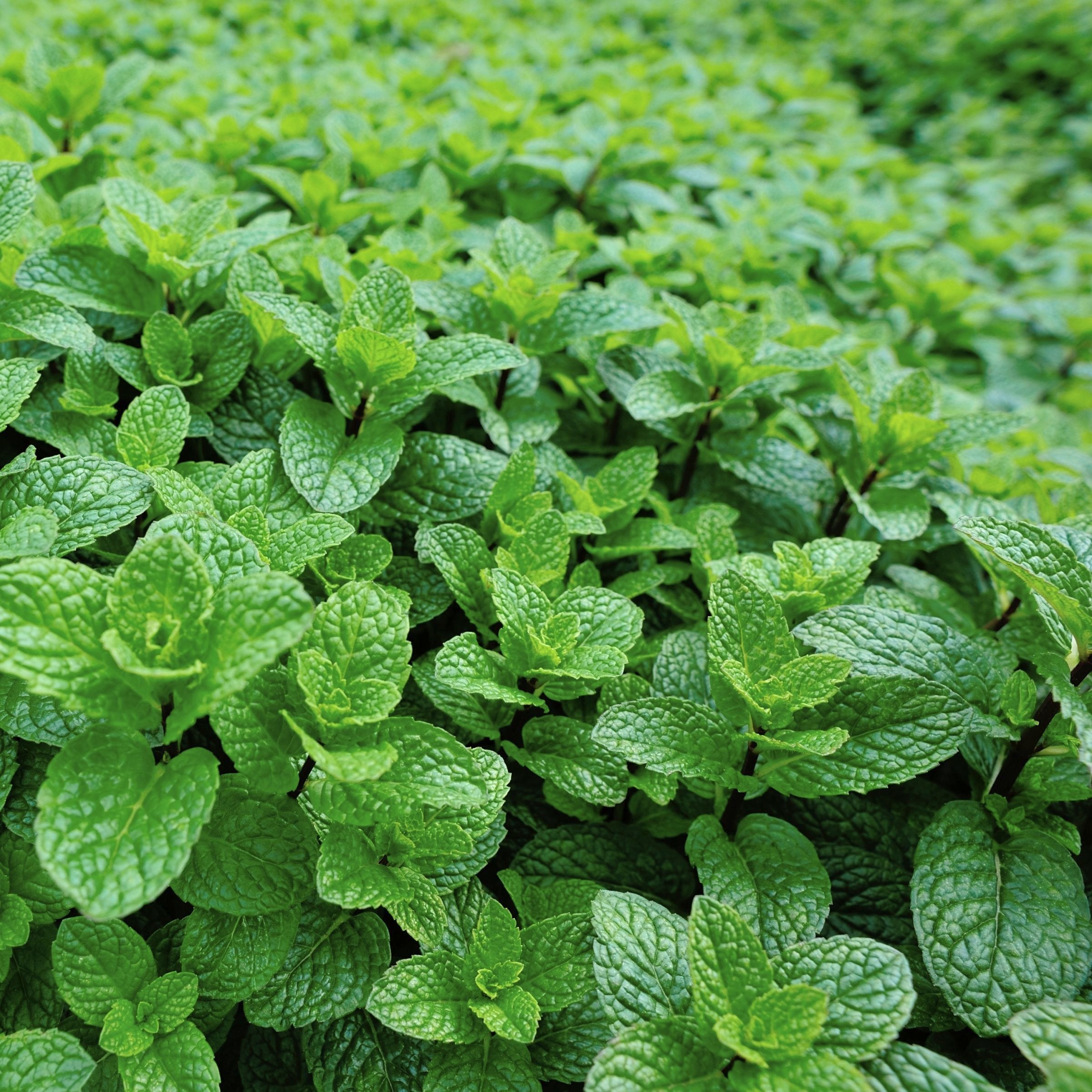 Mentha Peppermint - 4" Pot, SPRING PREORDER
