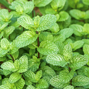 Mentha Peppermint - 4" Pot, SPRING PREORDER