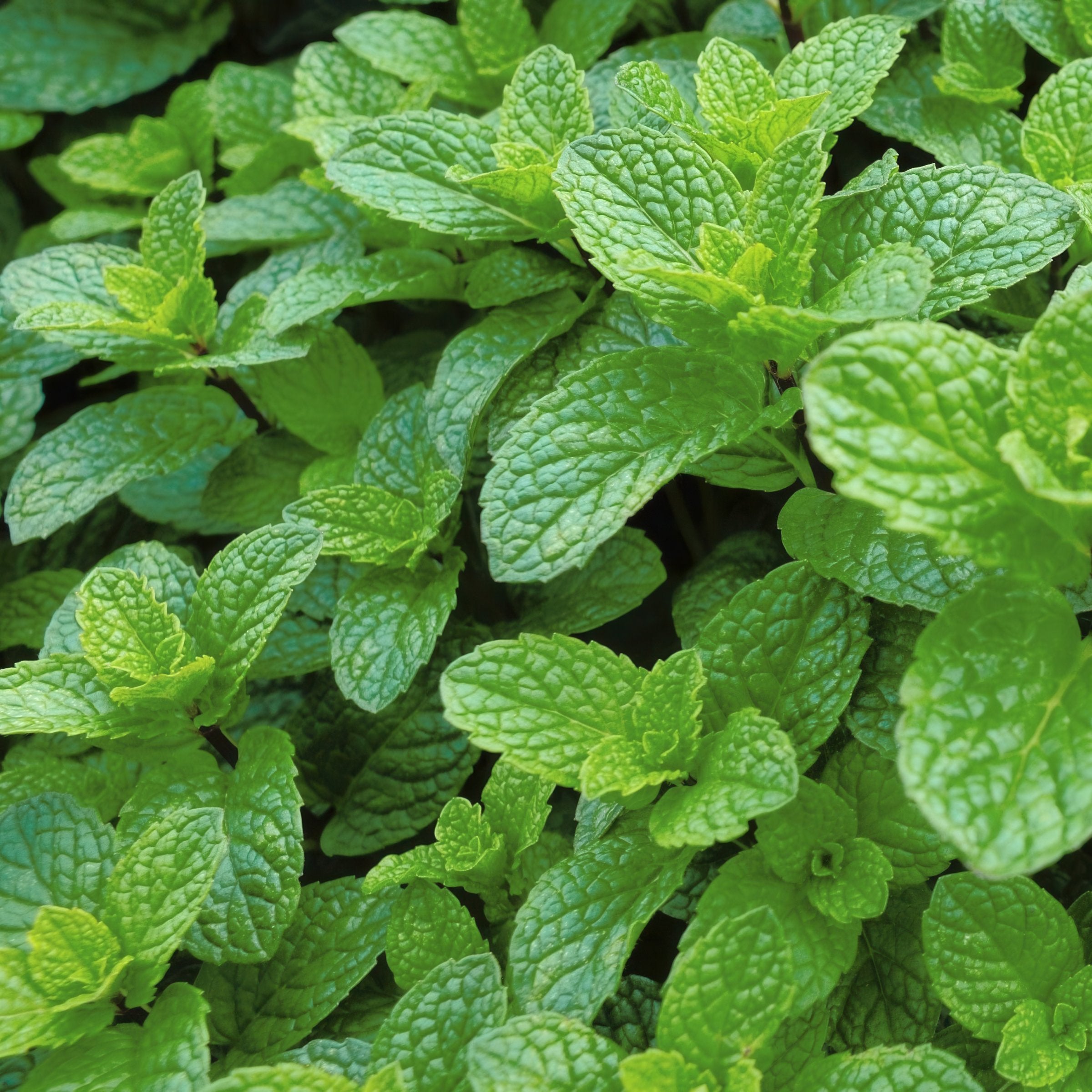 Mentha Peppermint - 4" Pot, SPRING PREORDER