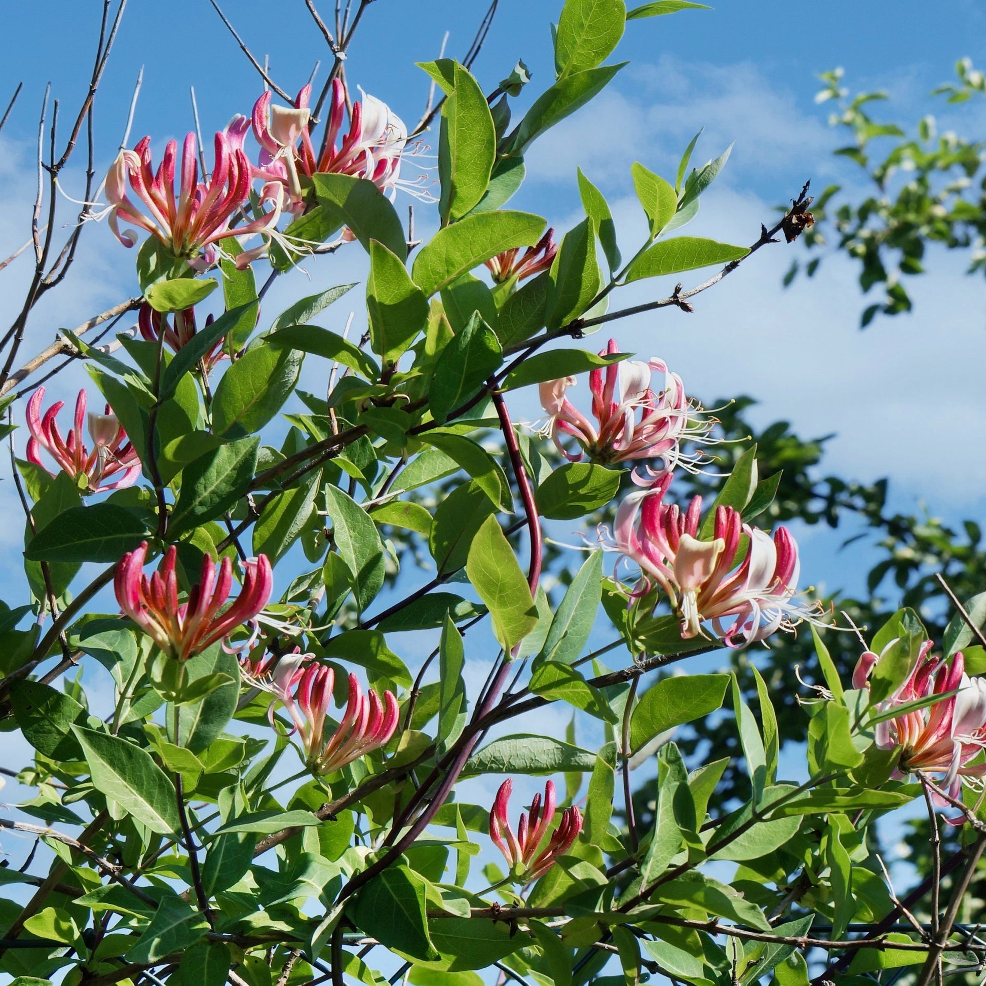 honeysuckle pot plant Lonicera Serotina Honeysuckle