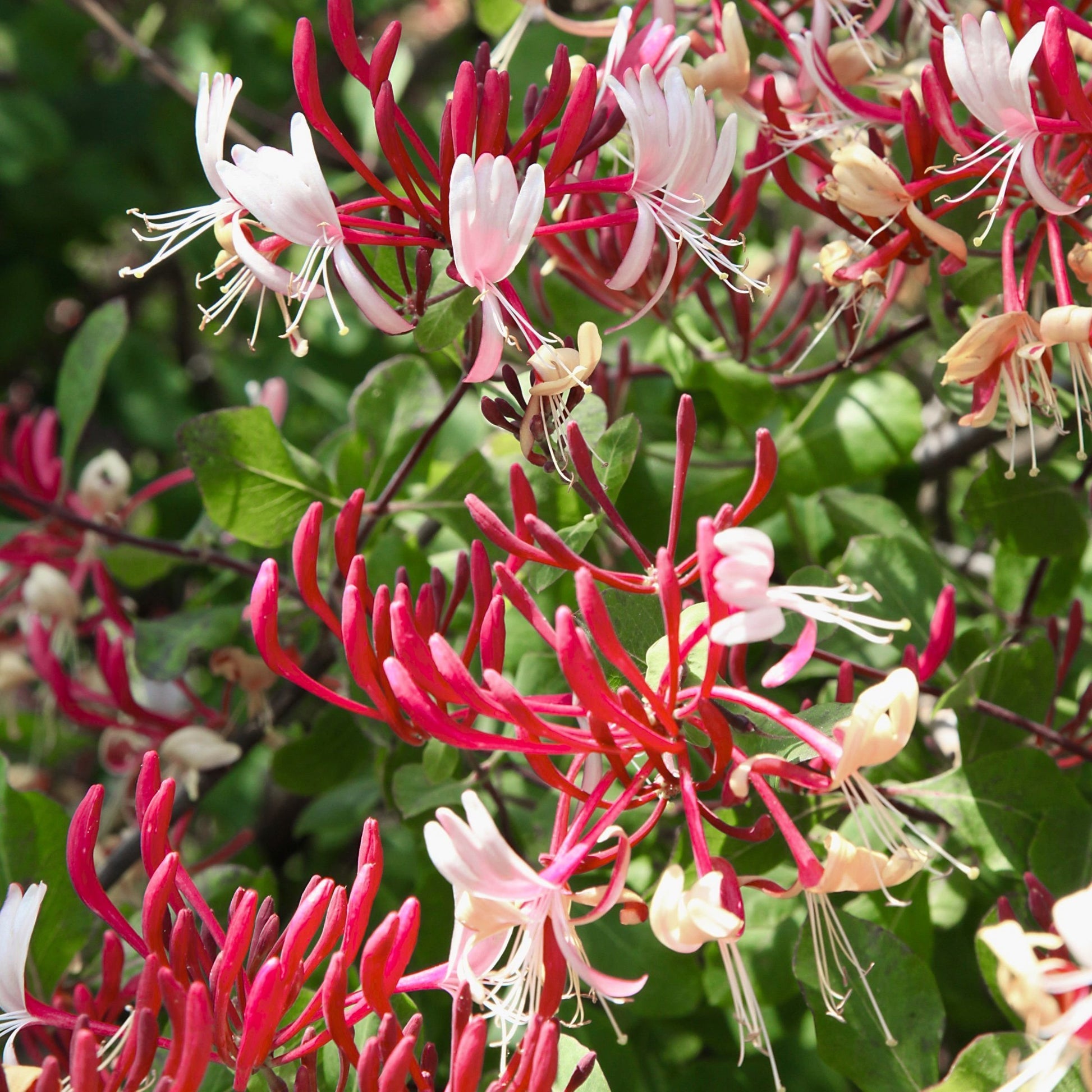 planting honeysuckle in a pot Lonicera Serotina Honeysuckle