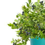 Vaccinium, Blueberry Midnight Cascade - 1 Gallon (Pick Up Sale)
