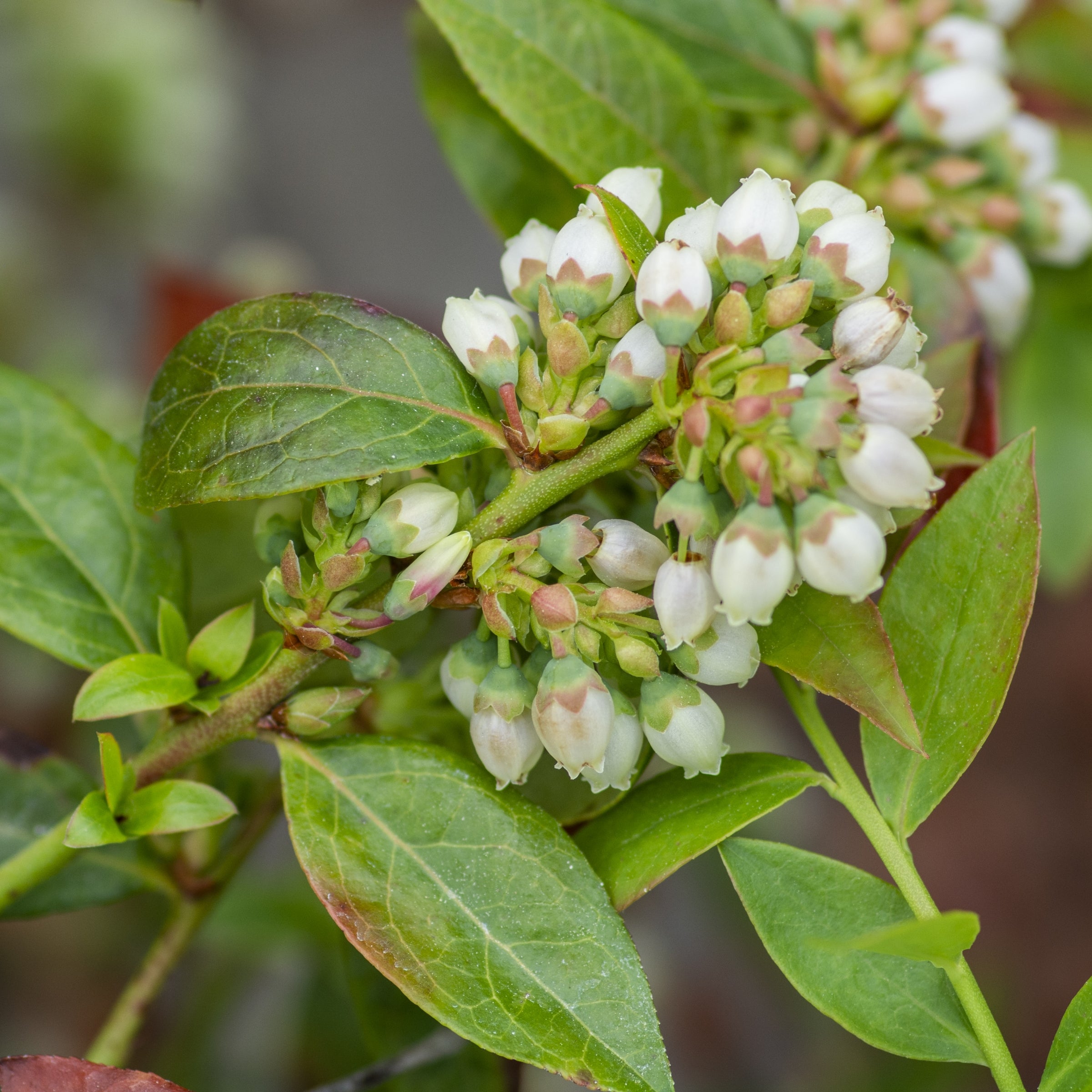 Vaccinium, Blueberry Midnight Cascade - 1 Gallon (Pick Up Sale)