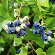 Vaccinium, Blueberry Sapphire Cascade - 1 Gallon (Pick Up Sale)