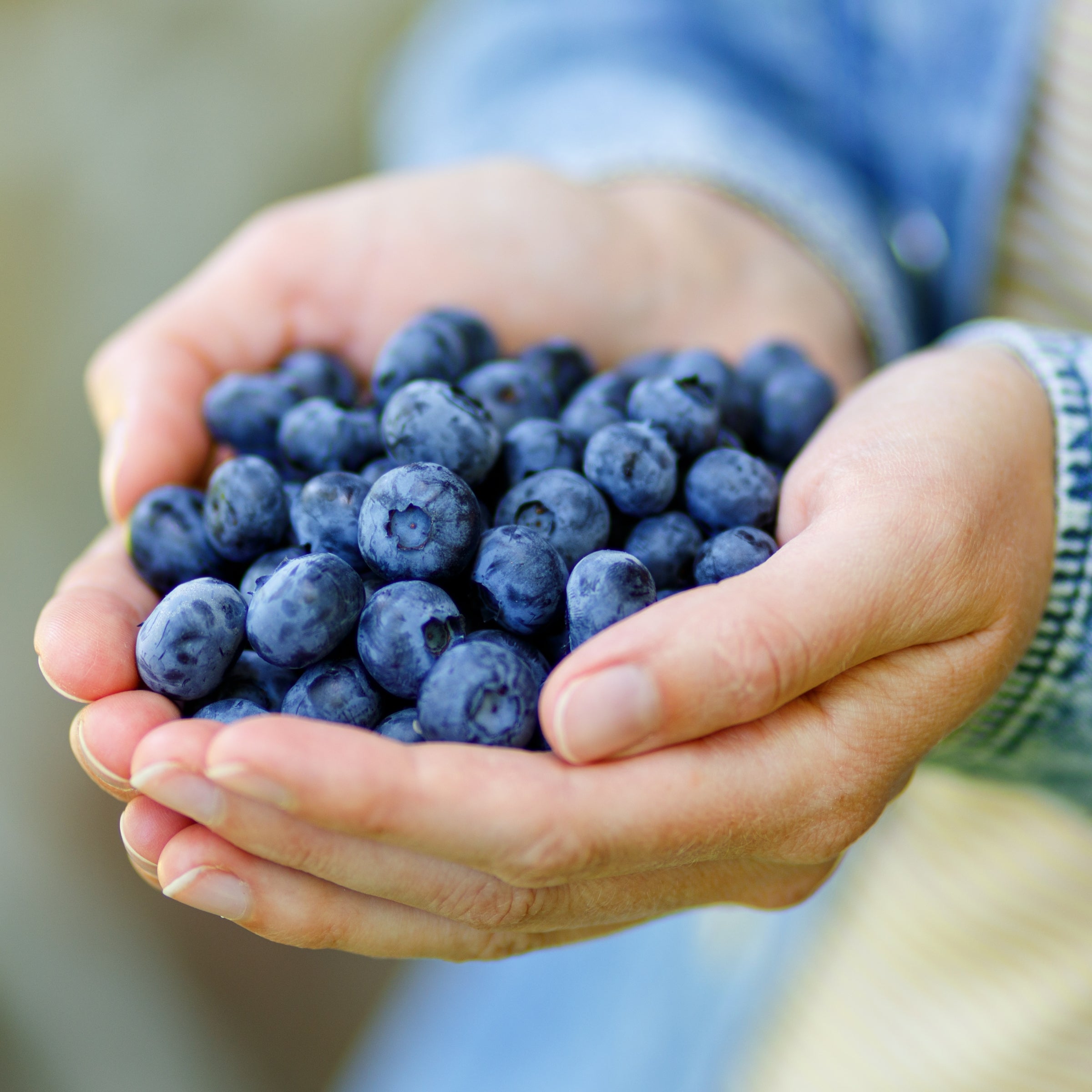 Vaccinium, Blueberry Sapphire Cascade - 1 Gallon (Pick Up Sale)