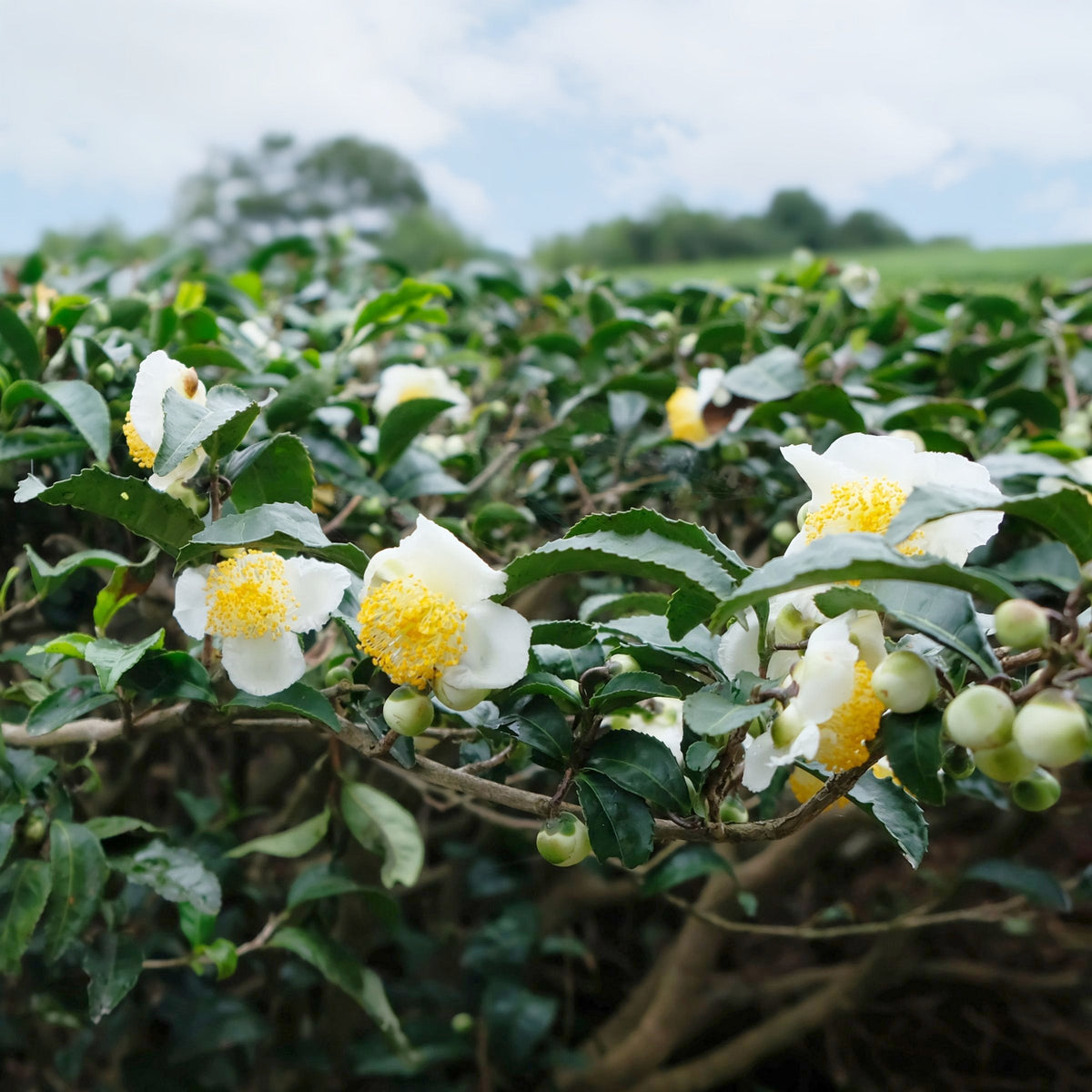 Camellia Green Tea - 1 Gallon Pot (NOVEMBER PICK UP SALE)