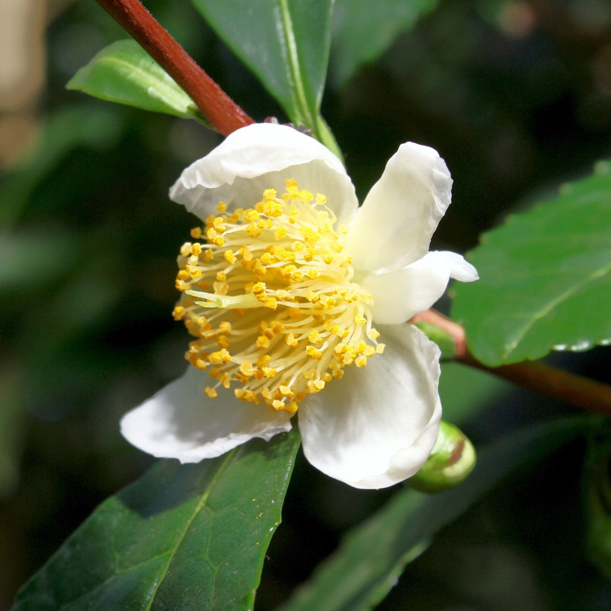 Camellia Green Tea - 1 Gallon Pot (NOVEMBER PICK UP SALE)