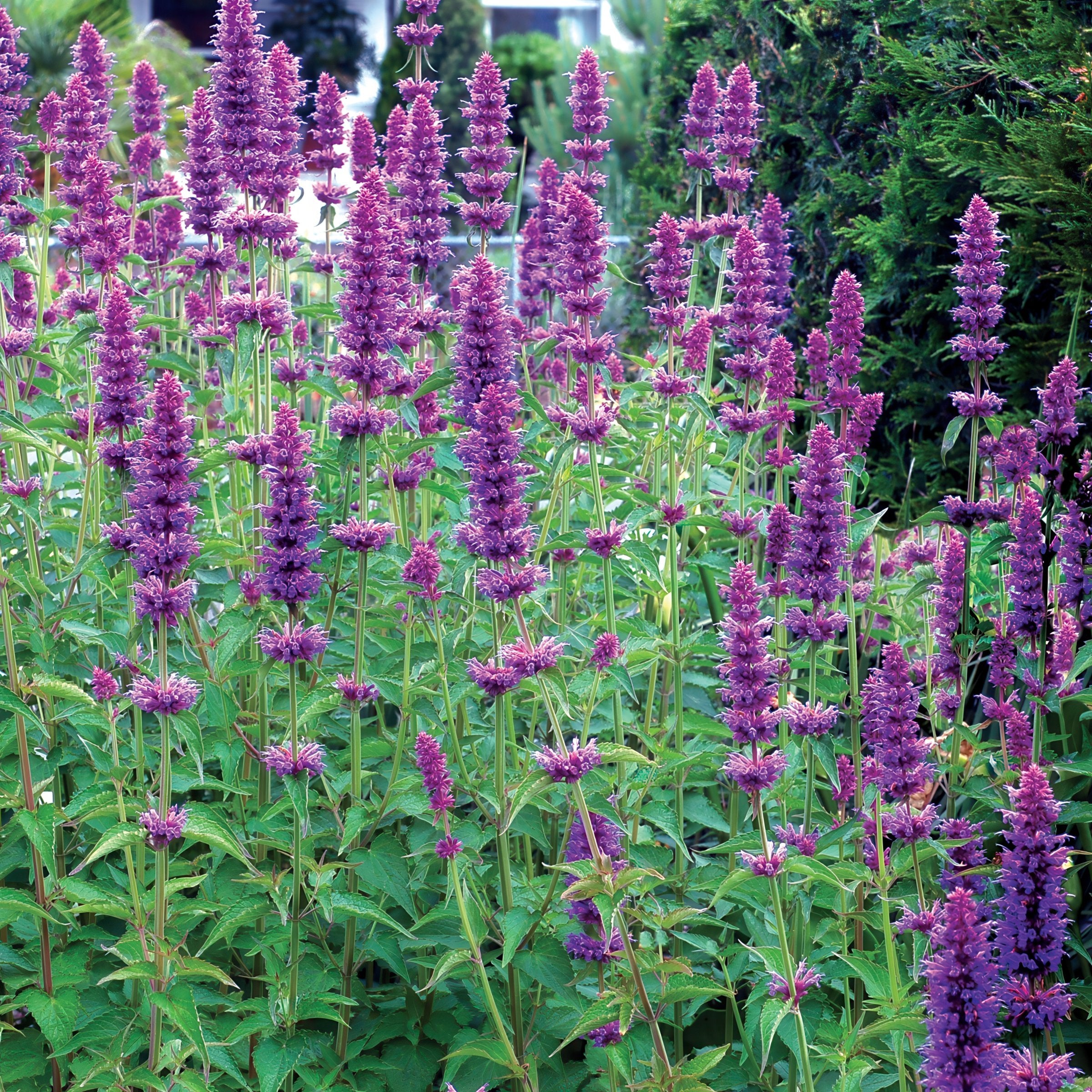 'Blue Bayou' Hummingbird Mint - 3.25" Pot, SPRING PREORDER