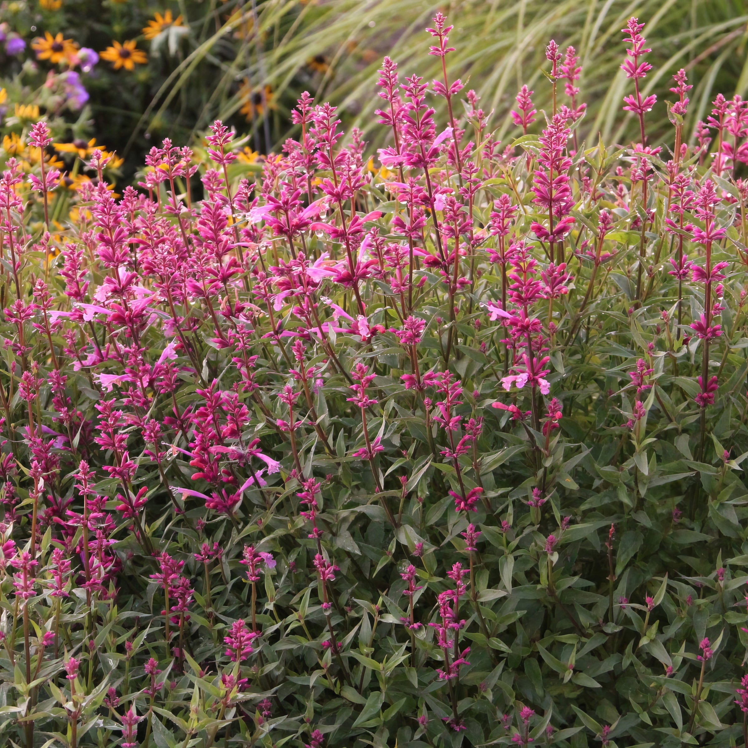 'Rose Posie' Hummingbird Mint - 3.25" Pot, SPRING PREORDER