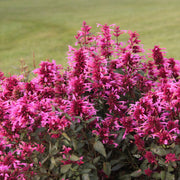 'Rose Posie' Hummingbird Mint - 3.25" Pot, SPRING PREORDER