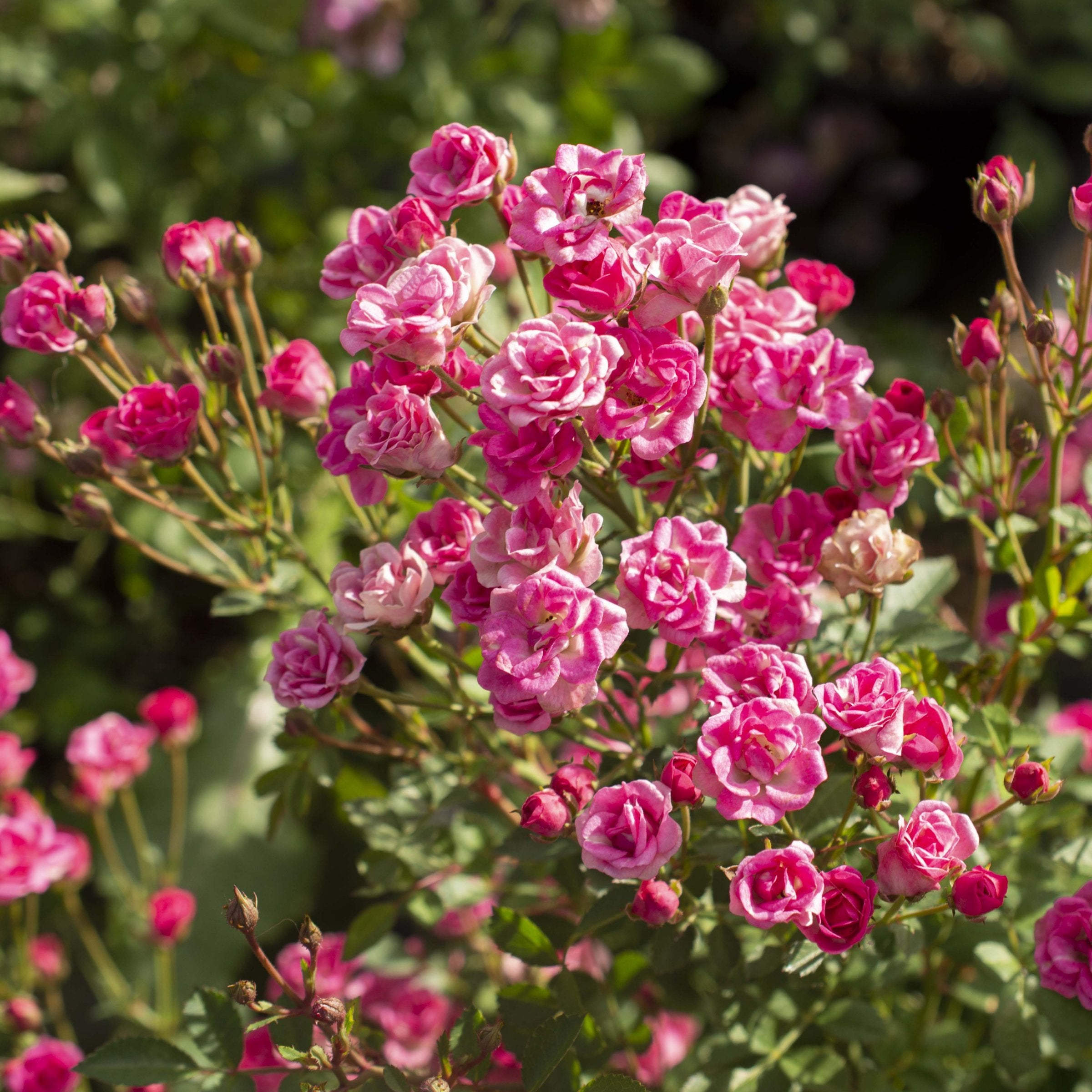 Cottage Farms Direct